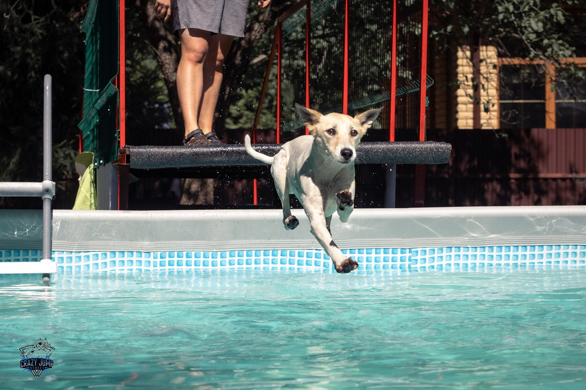 Собаки, спорт, Док дайвинг. Свадебный и репортажный фотограф в Москве и Московской области