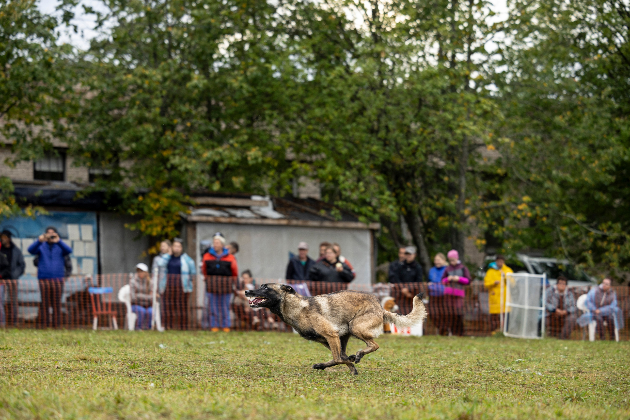 Испытания по Мондьорингу г. Пушкин. Фотограф-анималист Анна Маринич