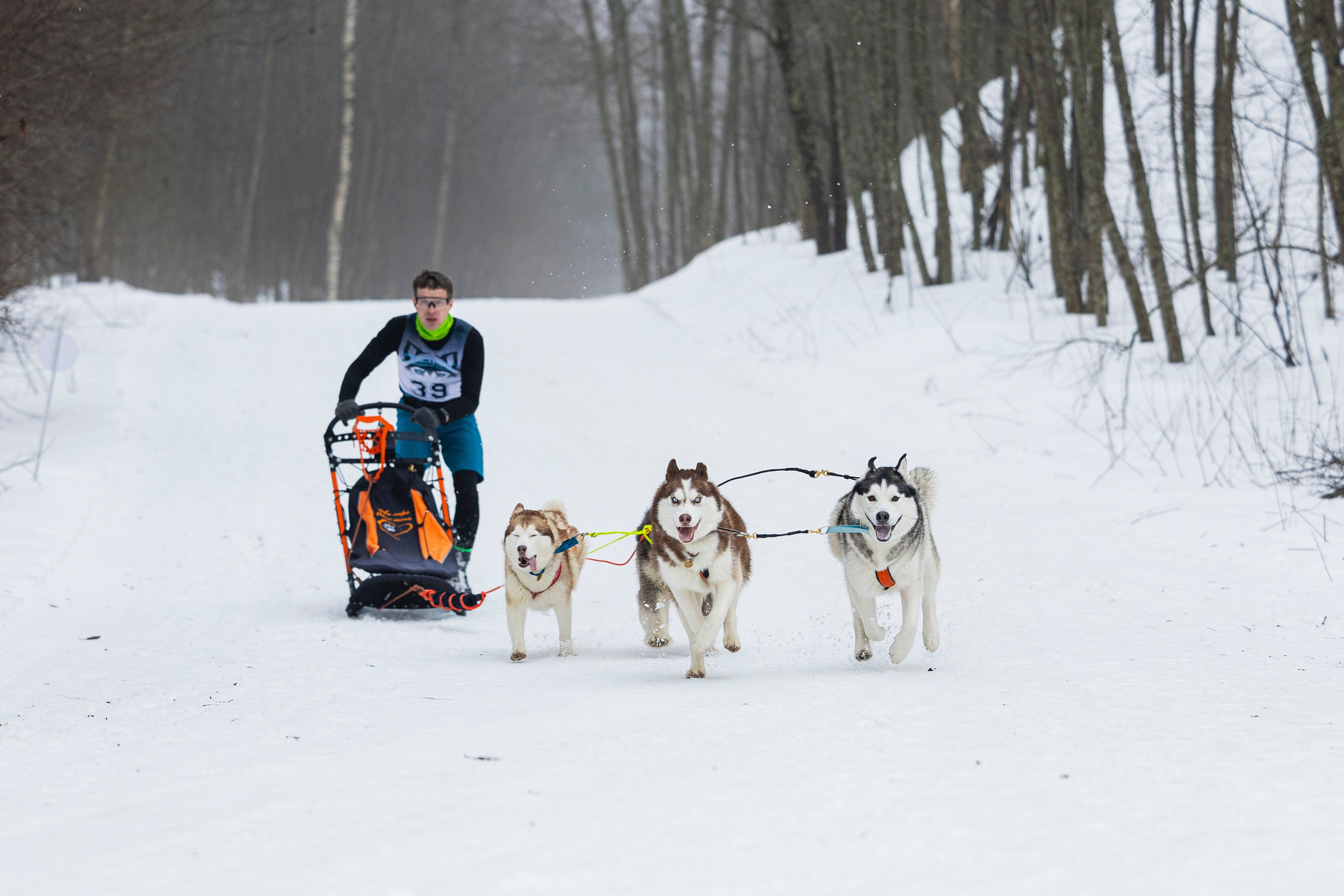 Зимний Чемпионат Санкт-Петербурга по ездовому спорту. Фотограф-анималист Анна Маринич
