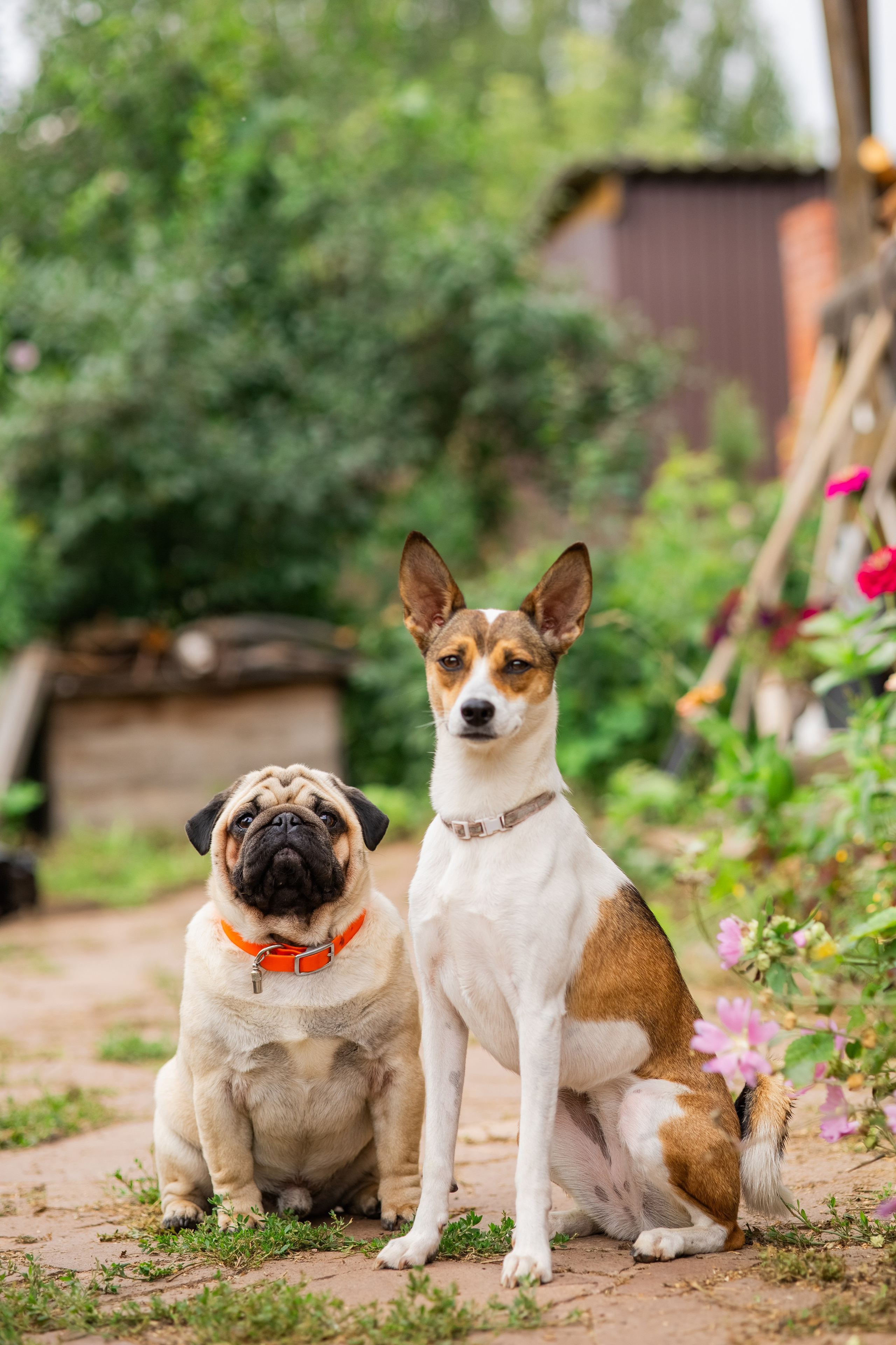 Сёма и Жужа. Август. Фотограф Яна Матвеева в Ижевске