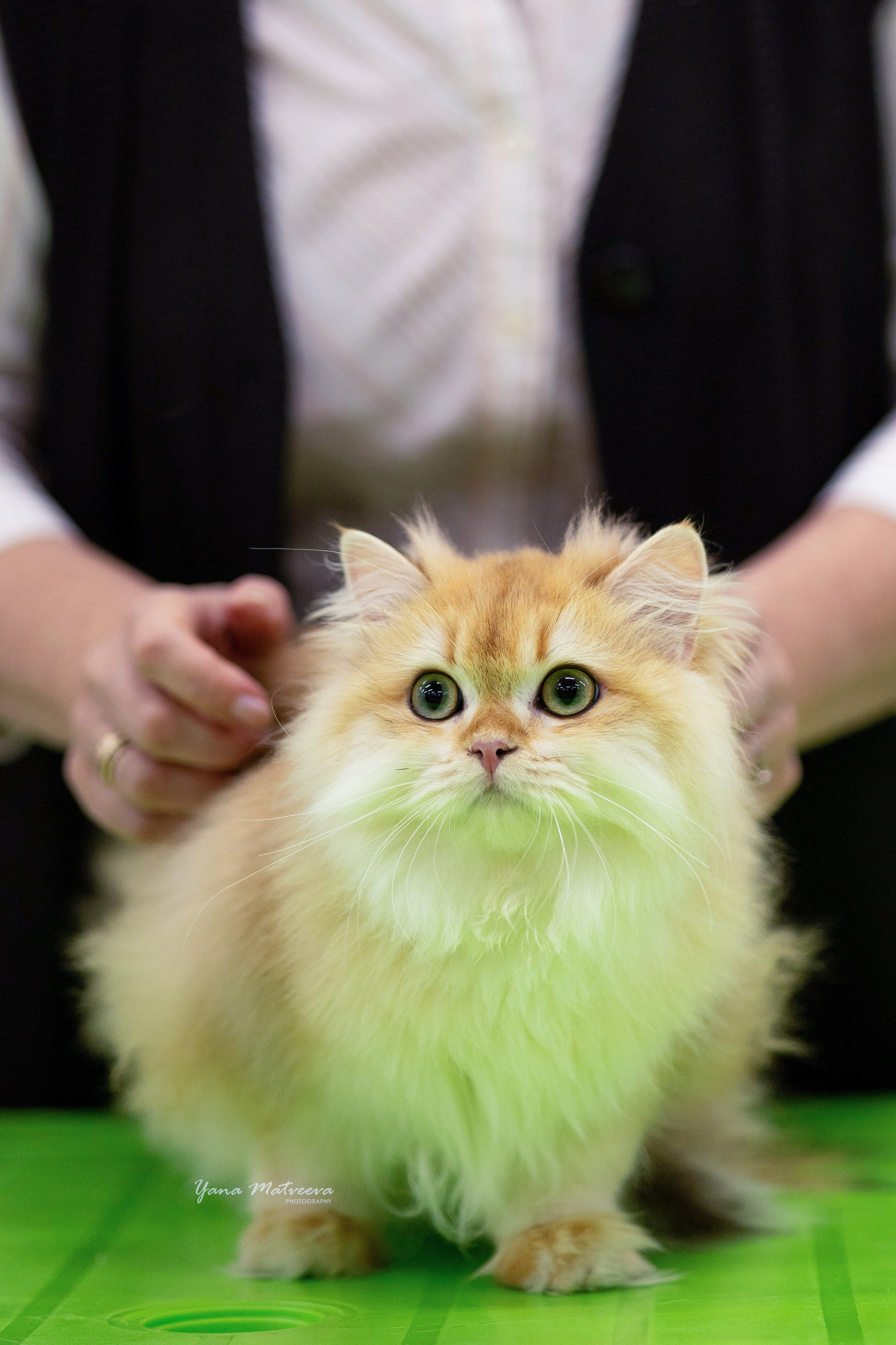 Кошки. Фотограф Яна Матвеева в Ижевске