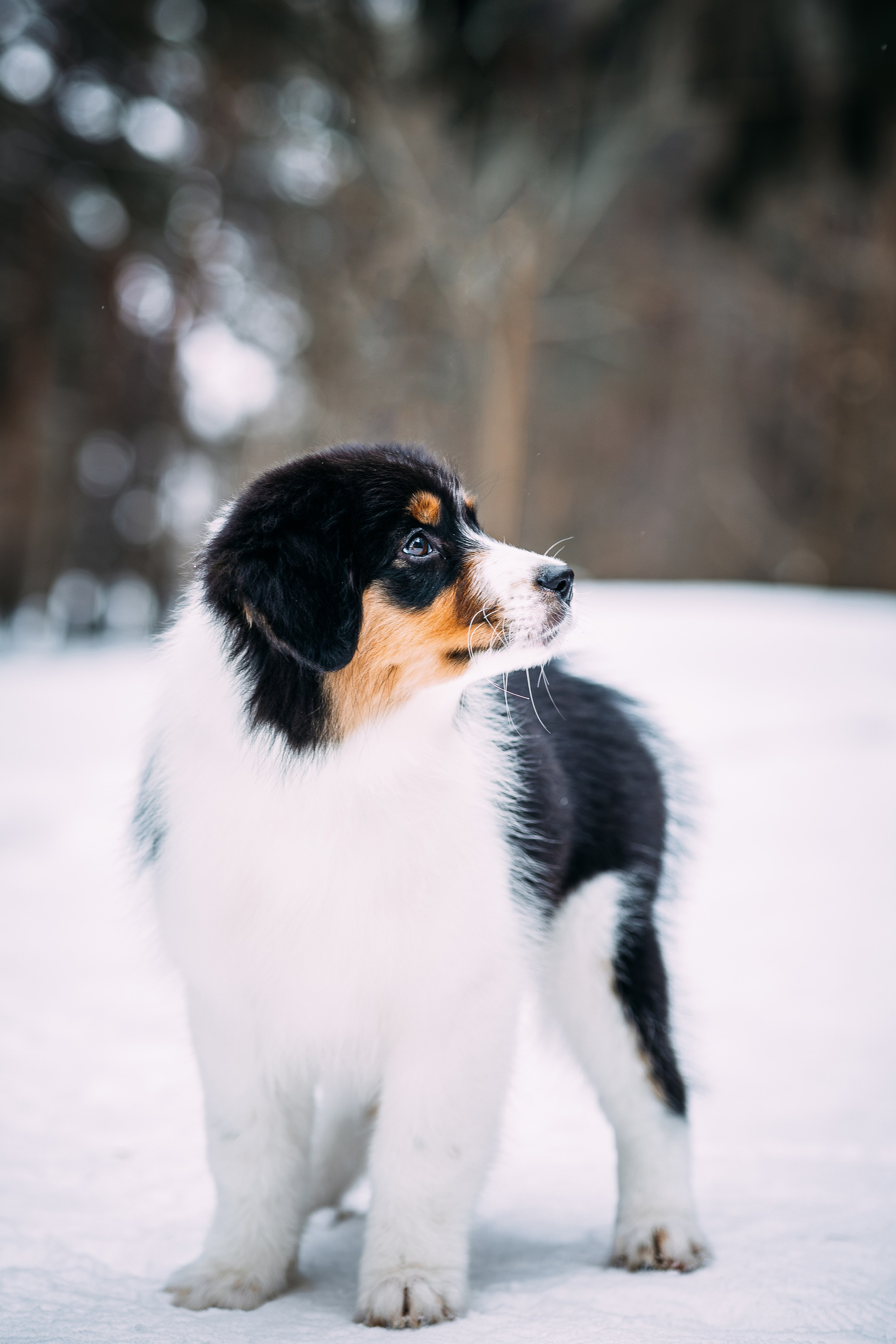 Щенки. Фотограф Яна Матвеева в Ижевске