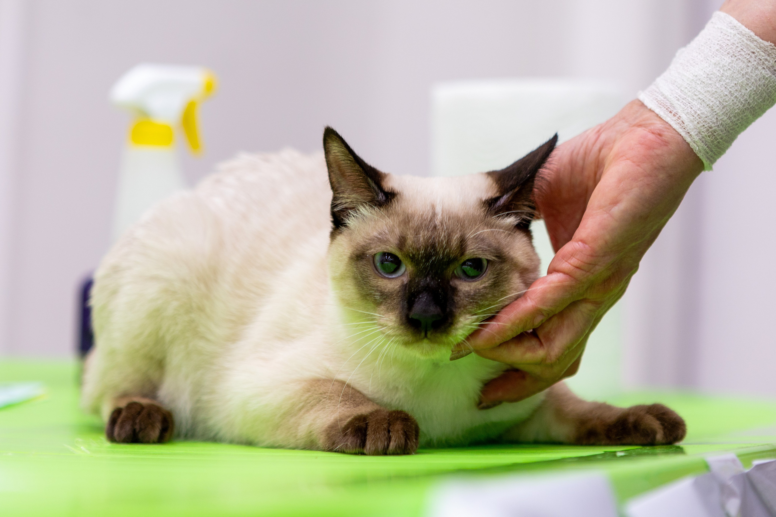 Кошки. Фотограф Яна Матвеева в Ижевске