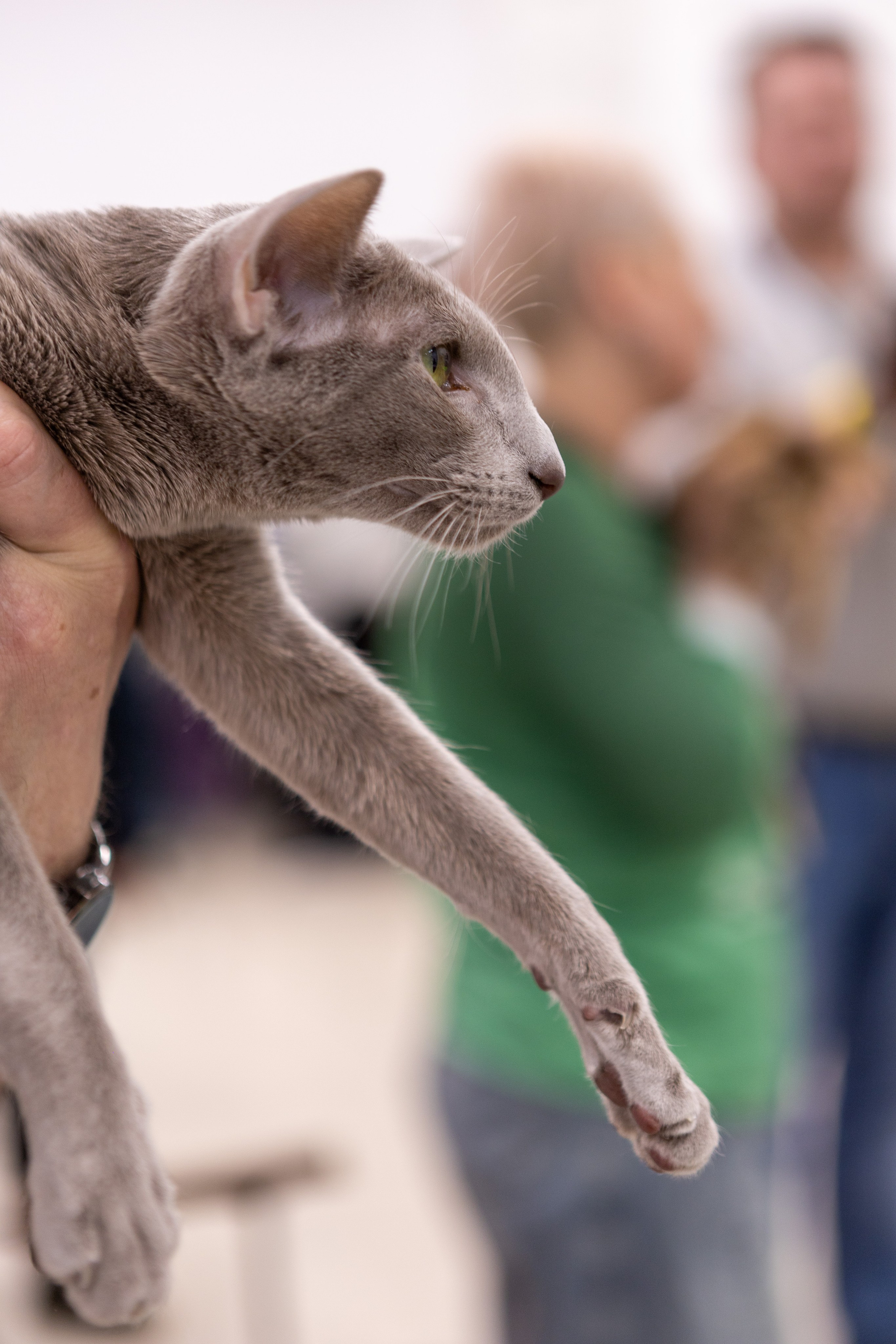 Кошки. Фотограф Яна Матвеева в Ижевске