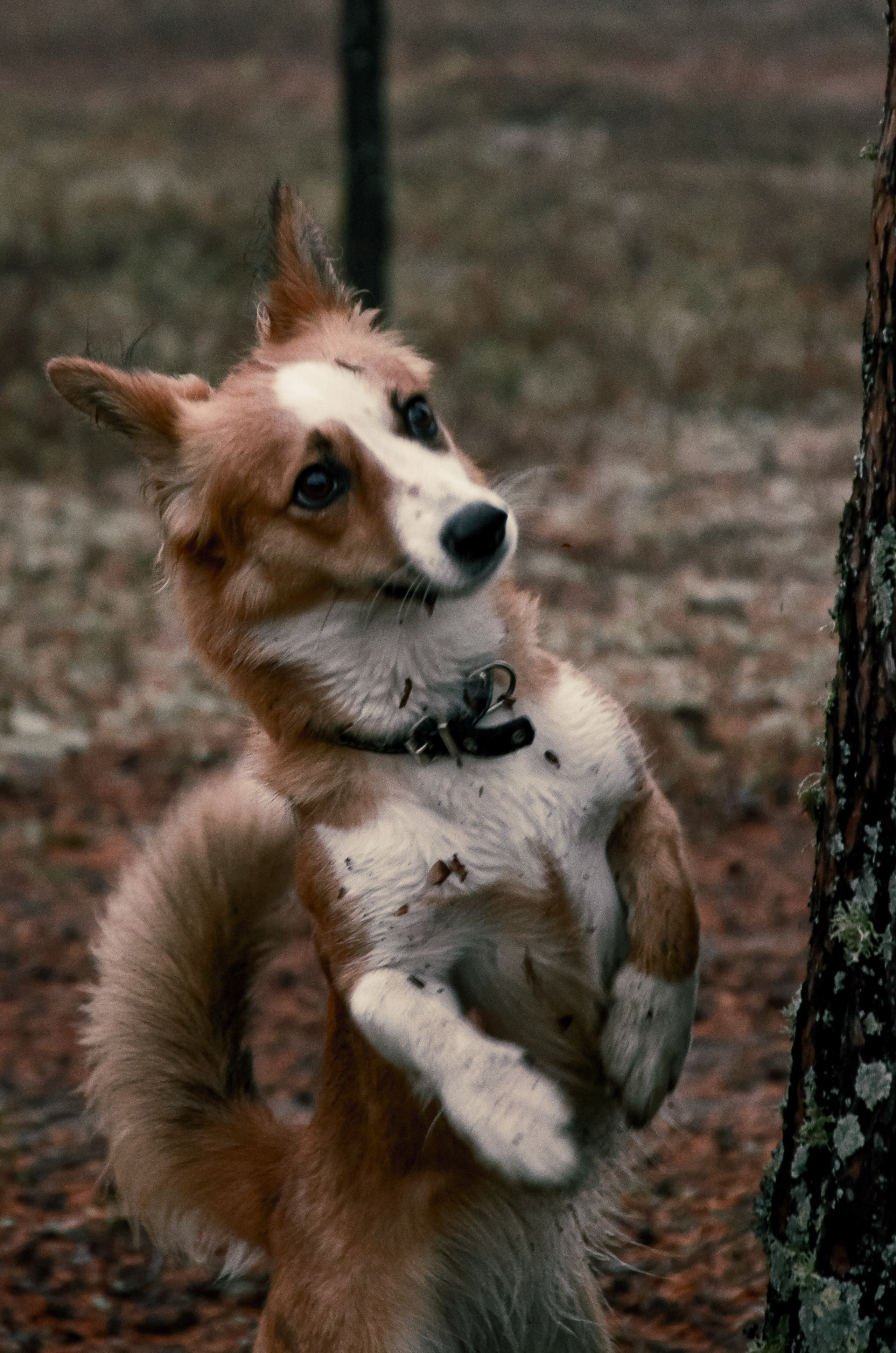 Dog. Фотография — это миг, который фиксирует вечность