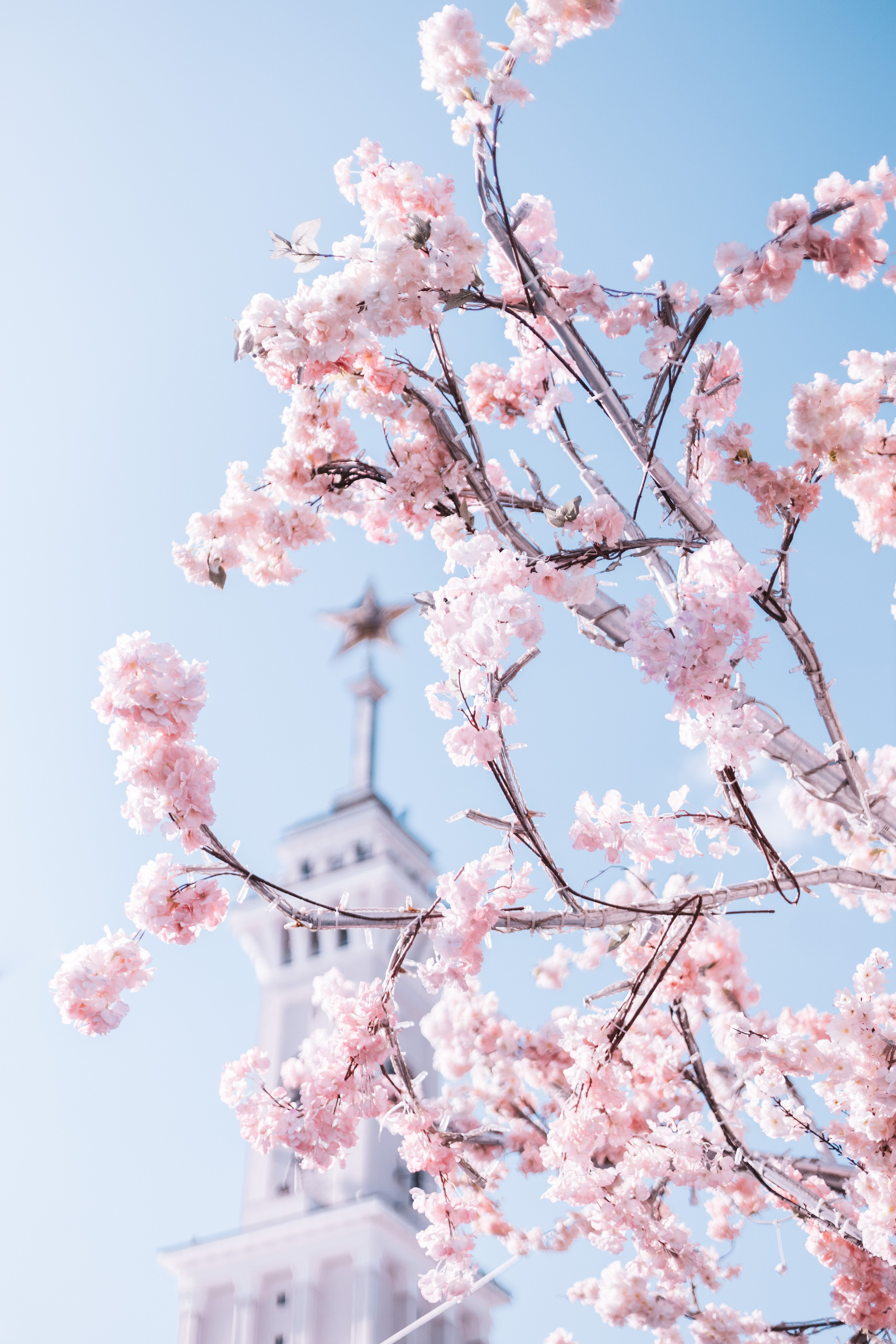 2023. Фотограф Коронелли