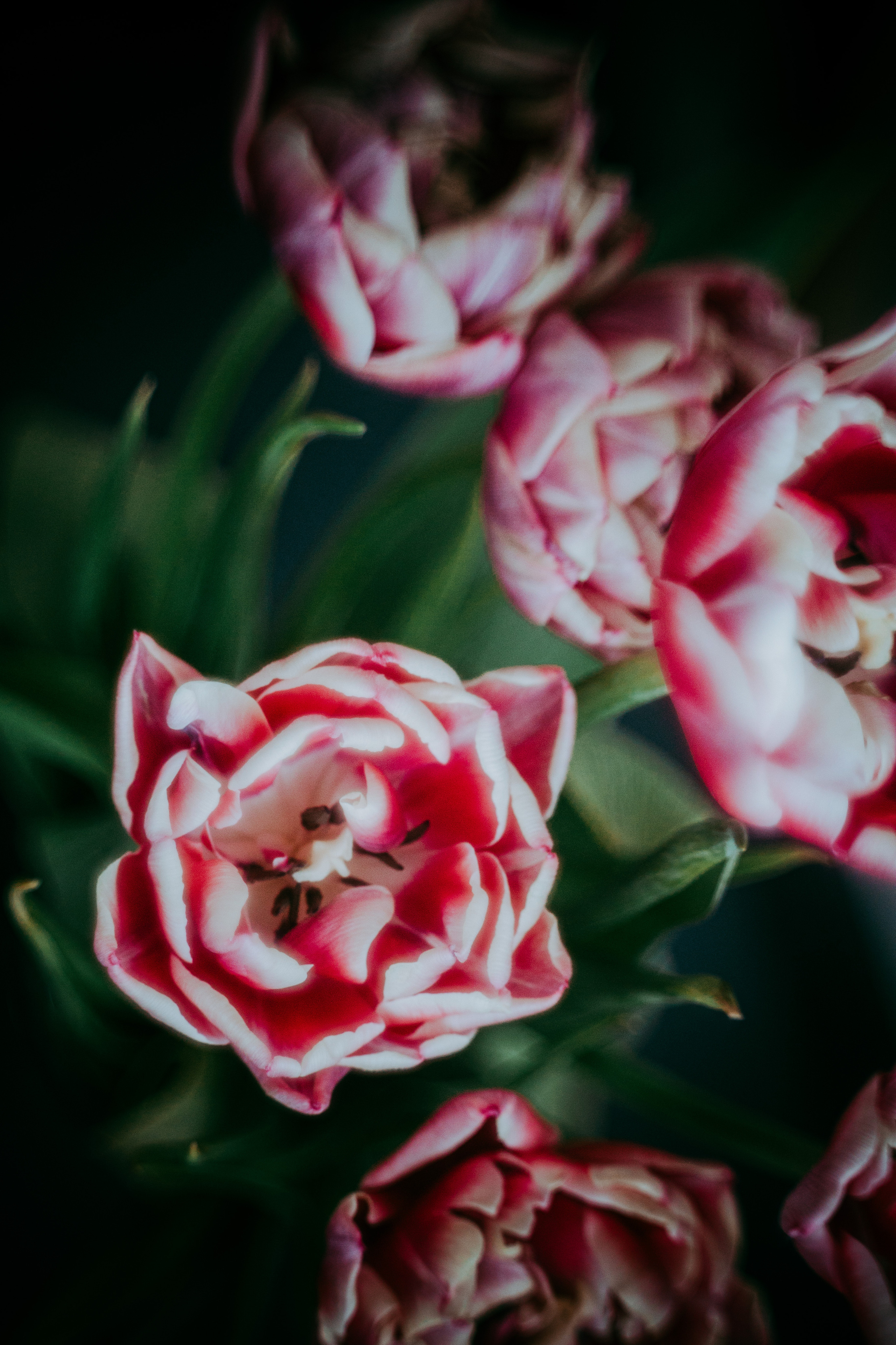 2023. Фотограф Коронелли