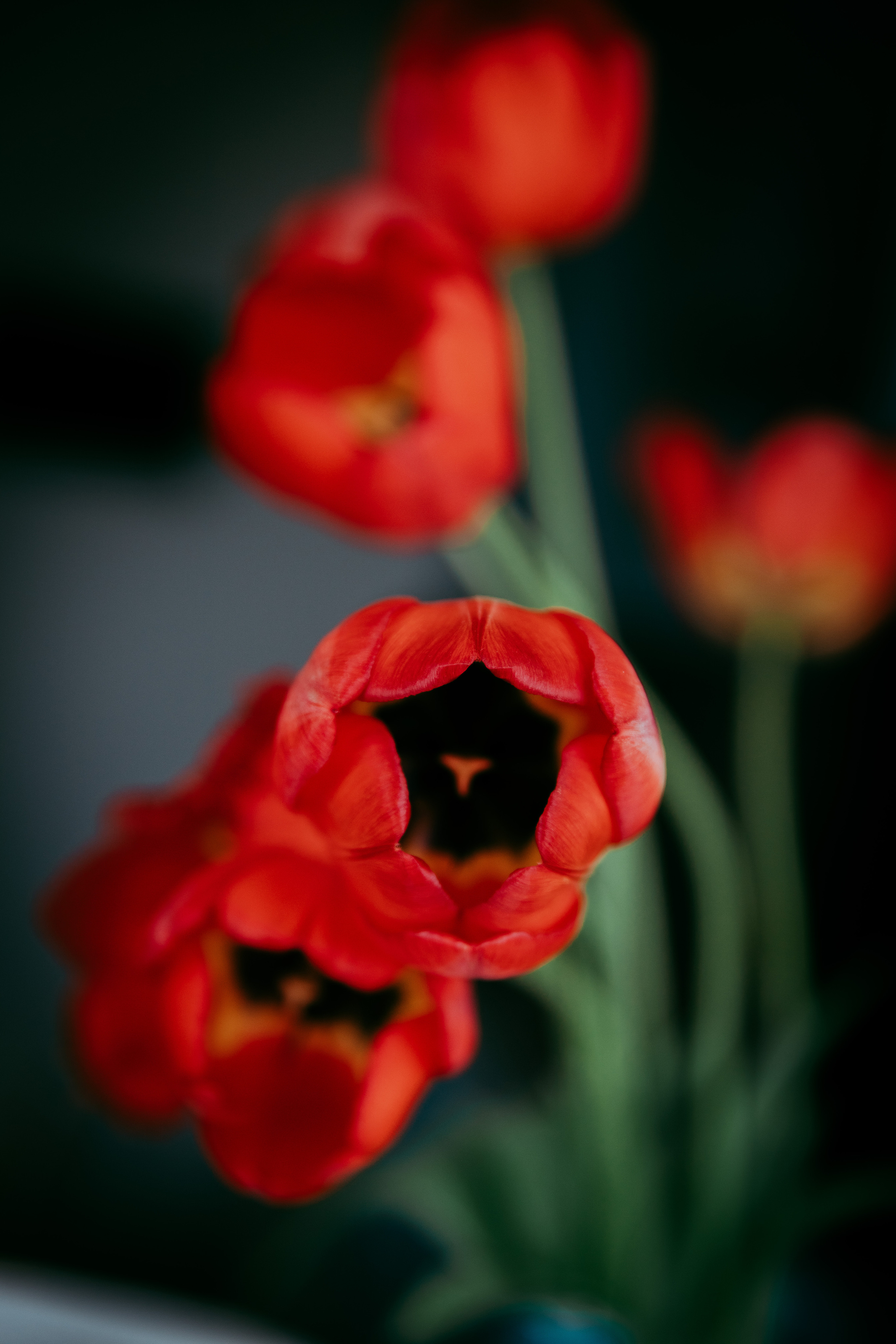 2023. Фотограф Коронелли