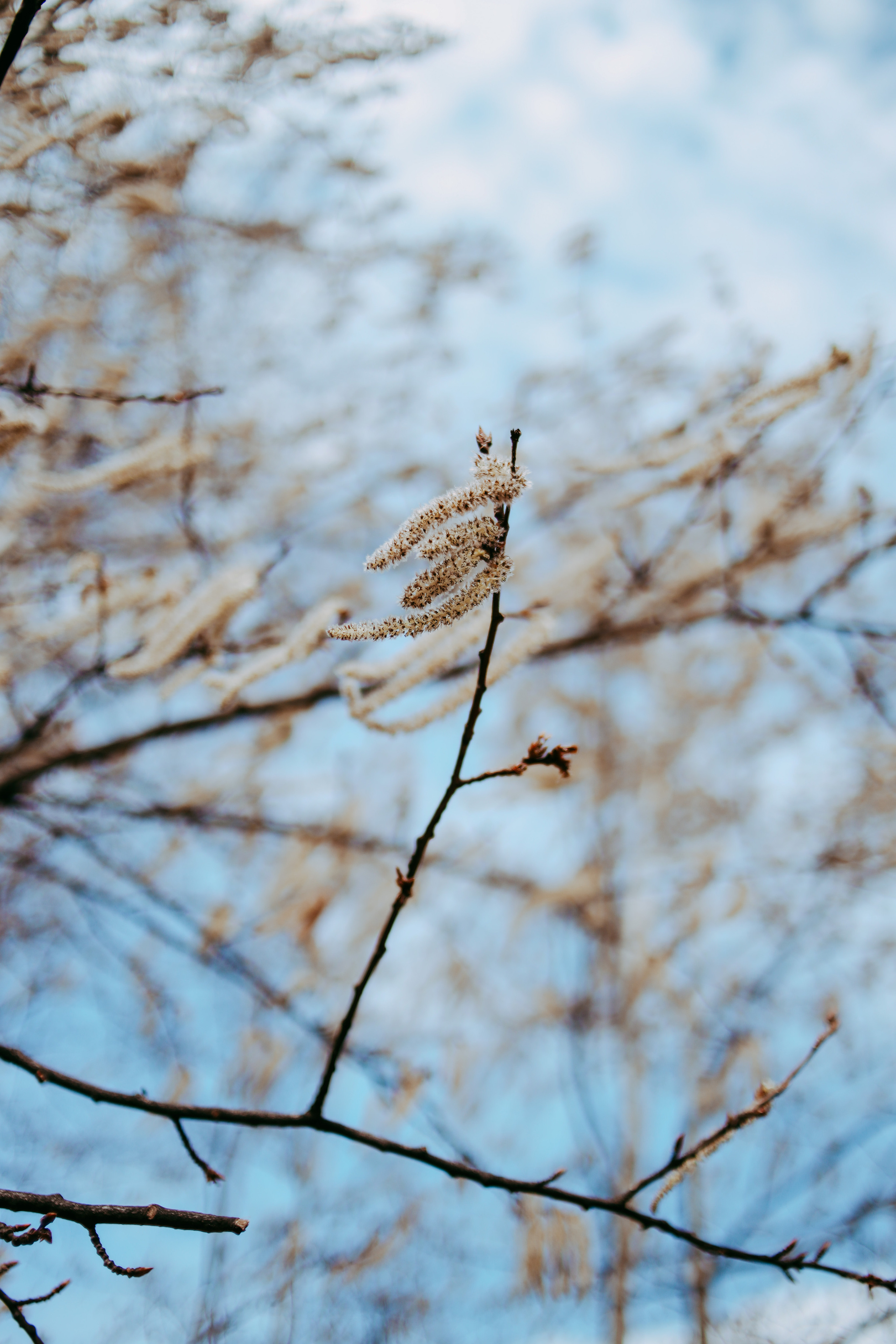 2023. Фотограф Коронелли