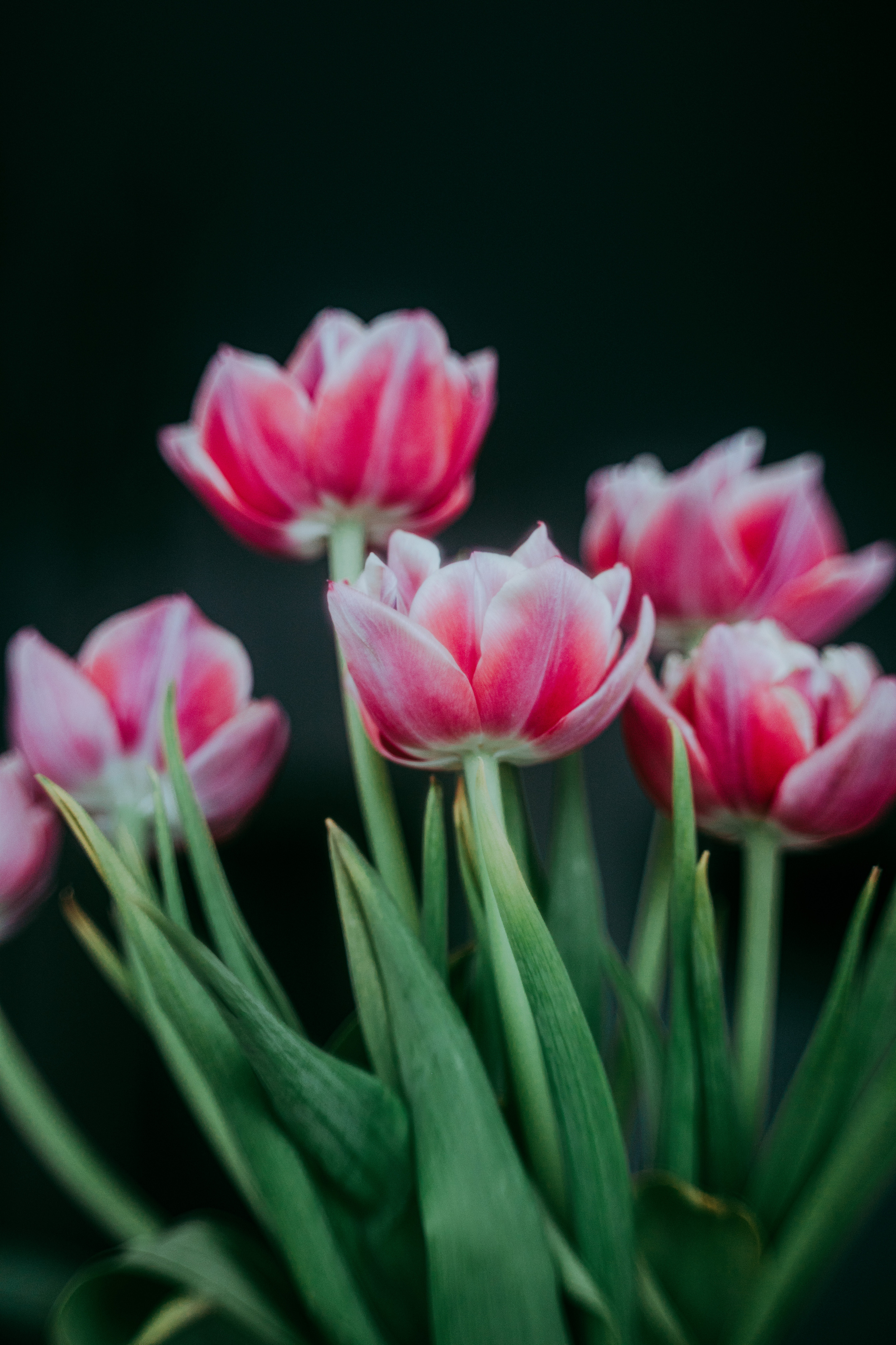 2023. Фотограф Коронелли