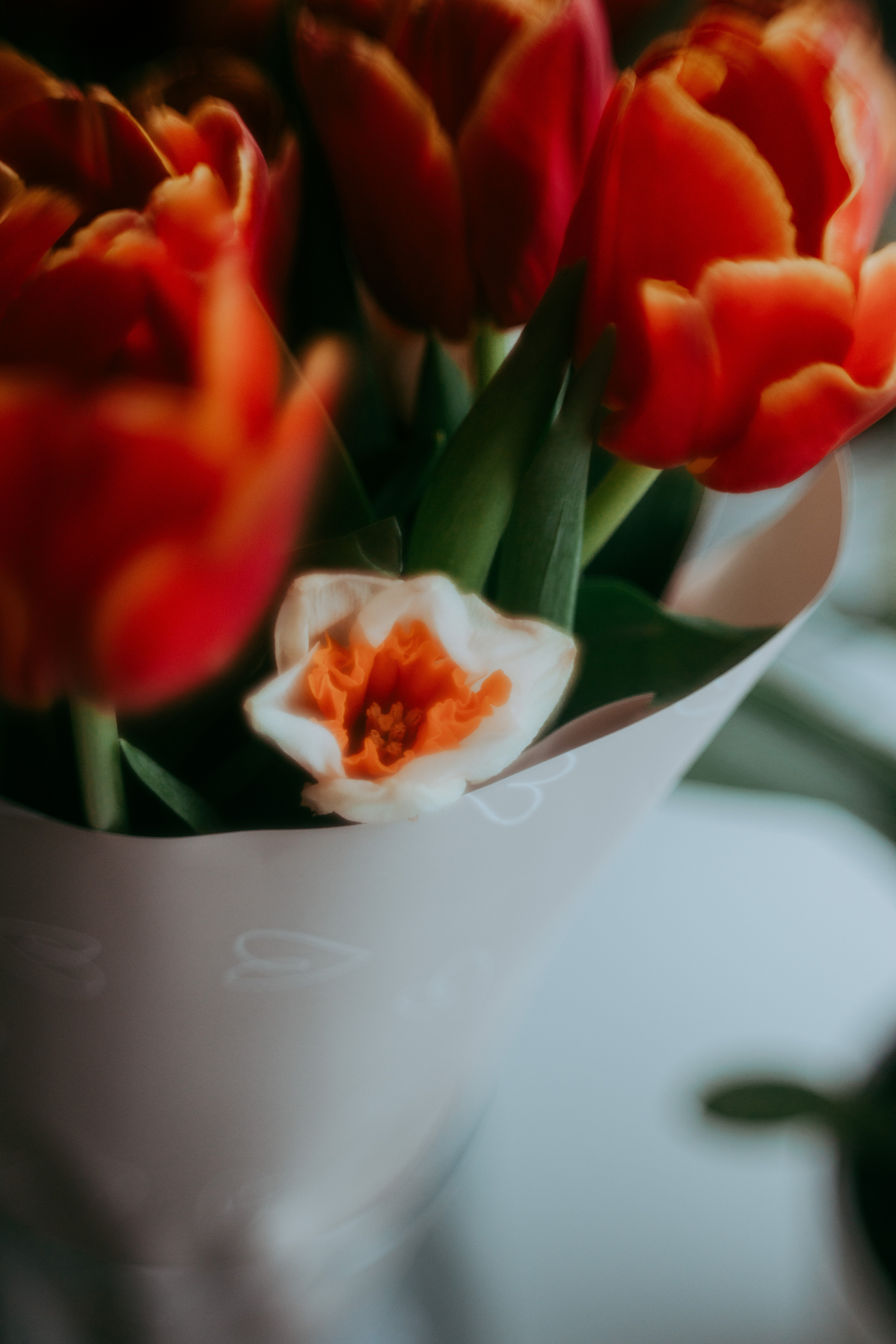 2023. Фотограф Коронелли