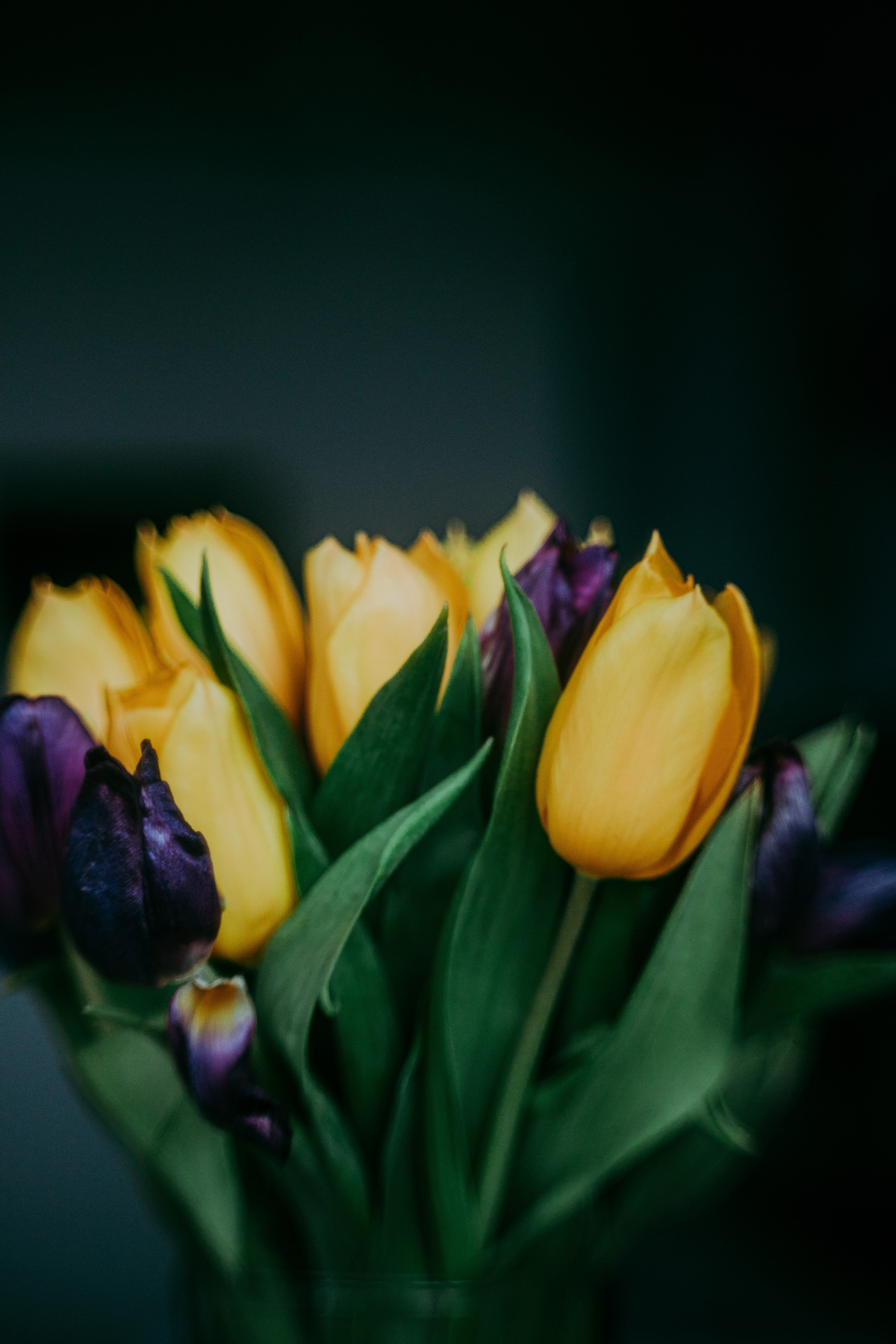 2023. Фотограф Коронелли