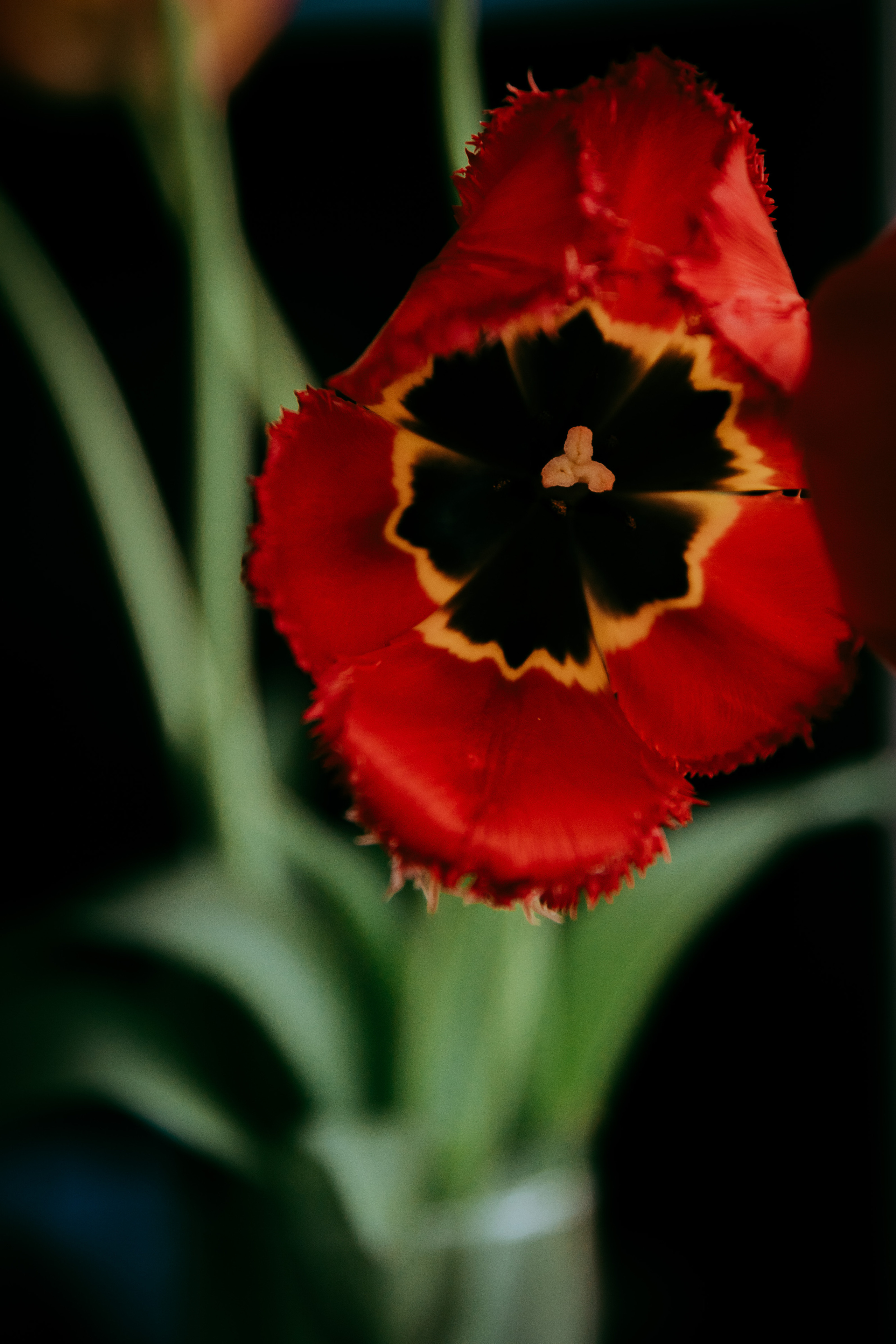 2023. Фотограф Коронелли