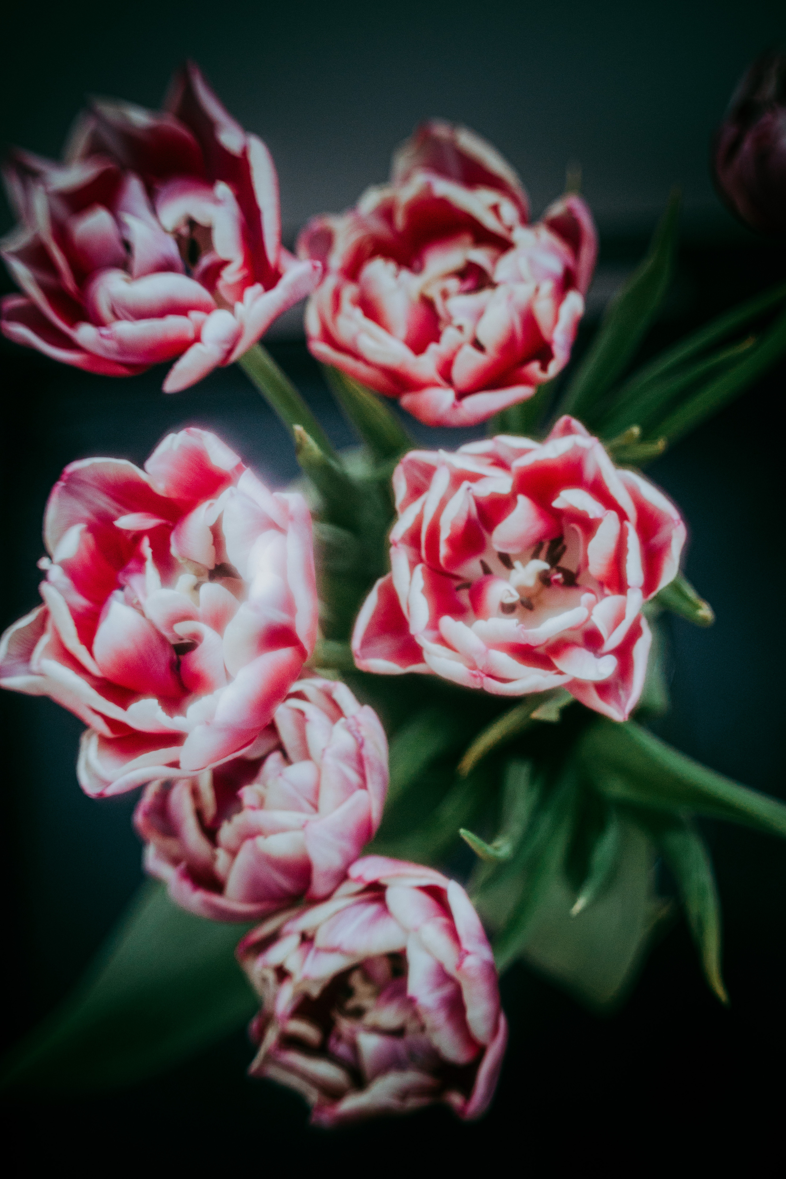 2023. Фотограф Коронелли