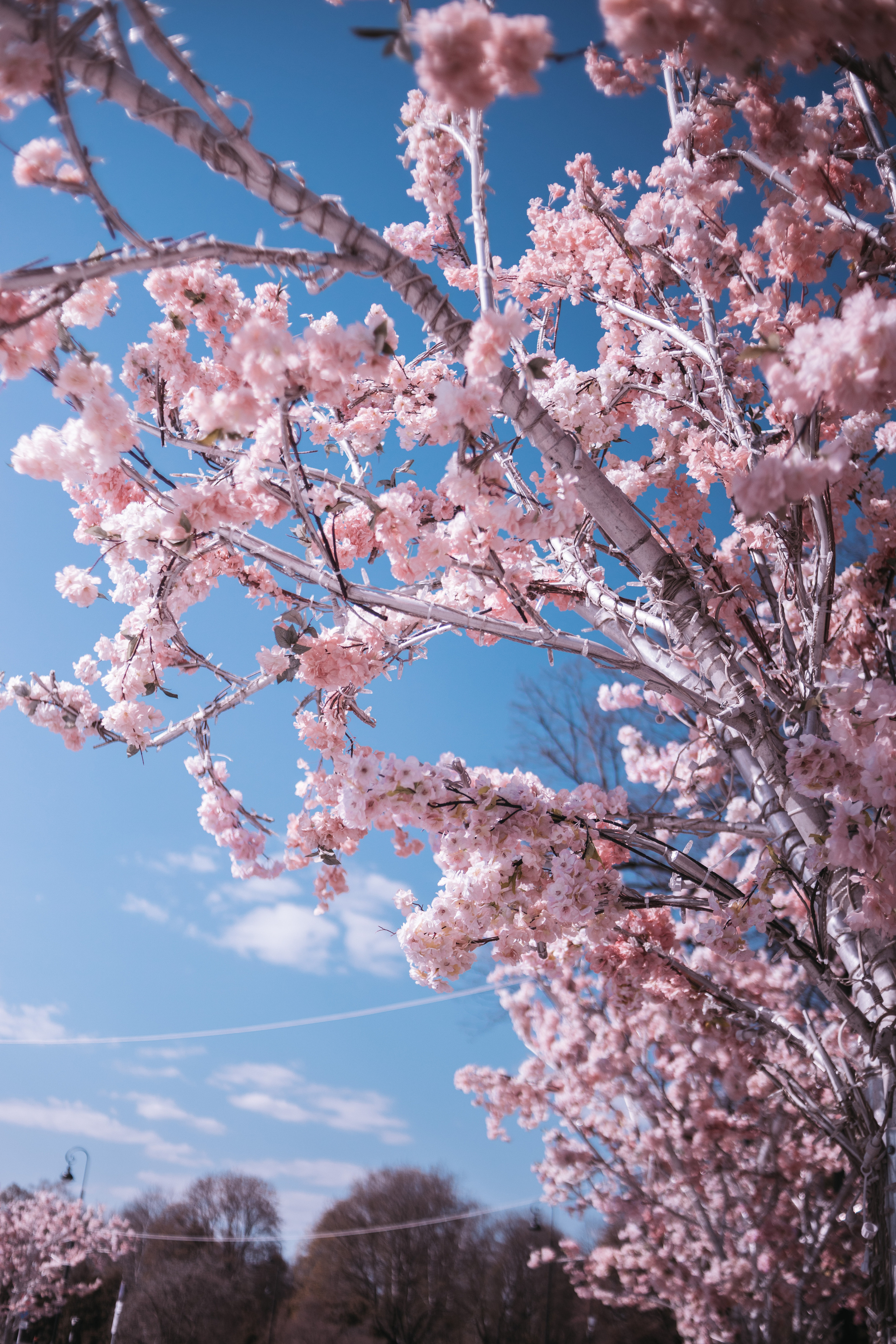 2023. Фотограф Коронелли