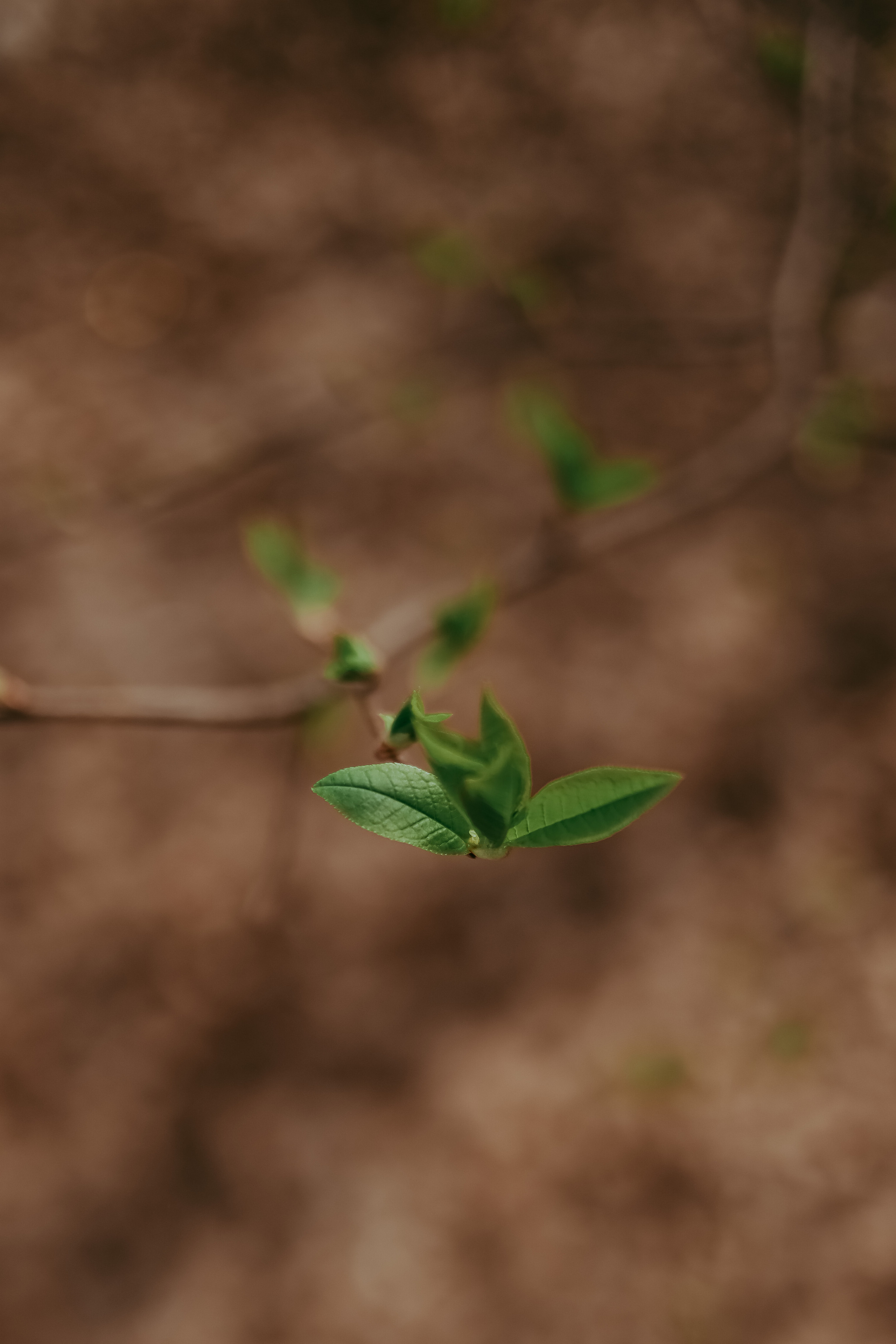 2023. Фотограф Коронелли