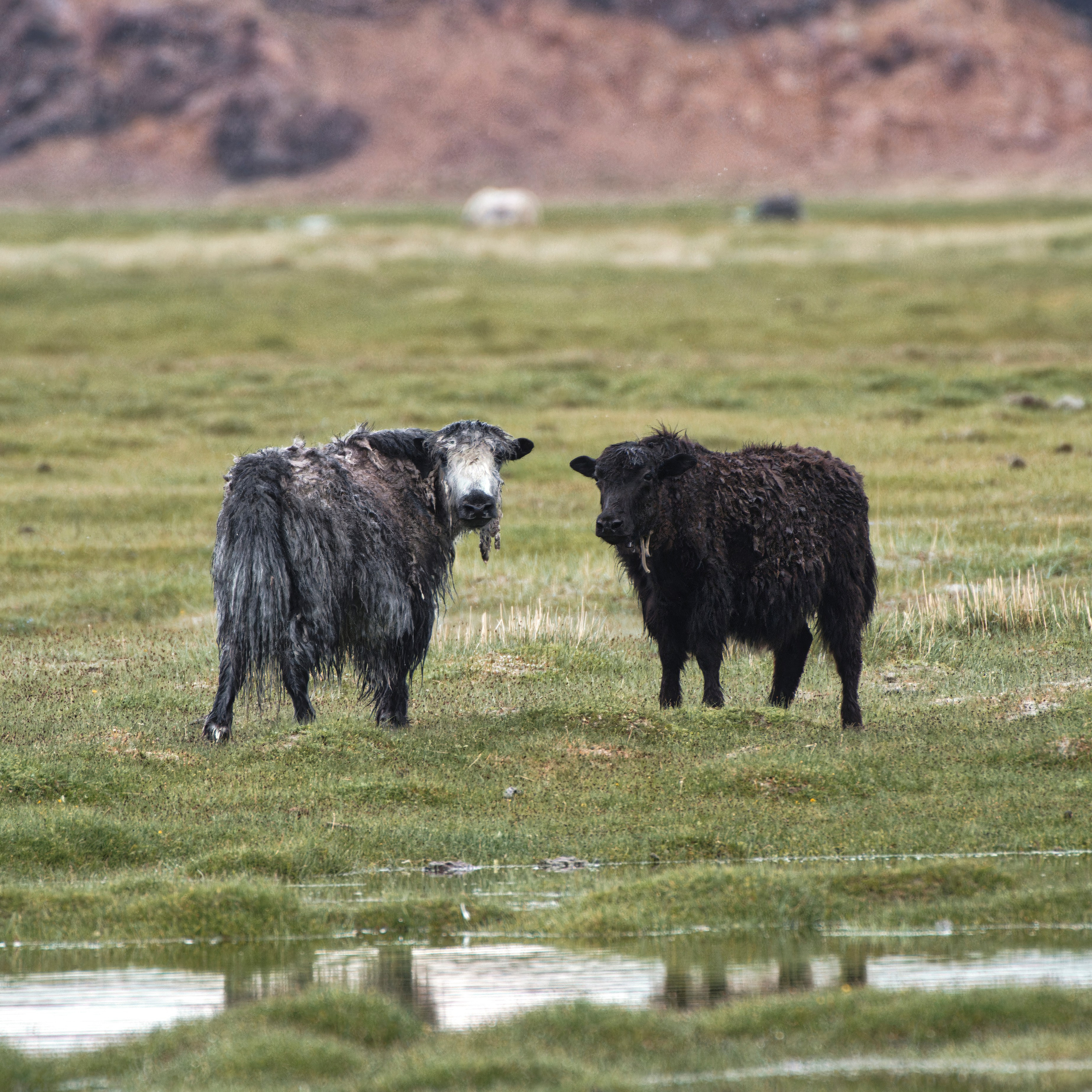 Яки на лугу