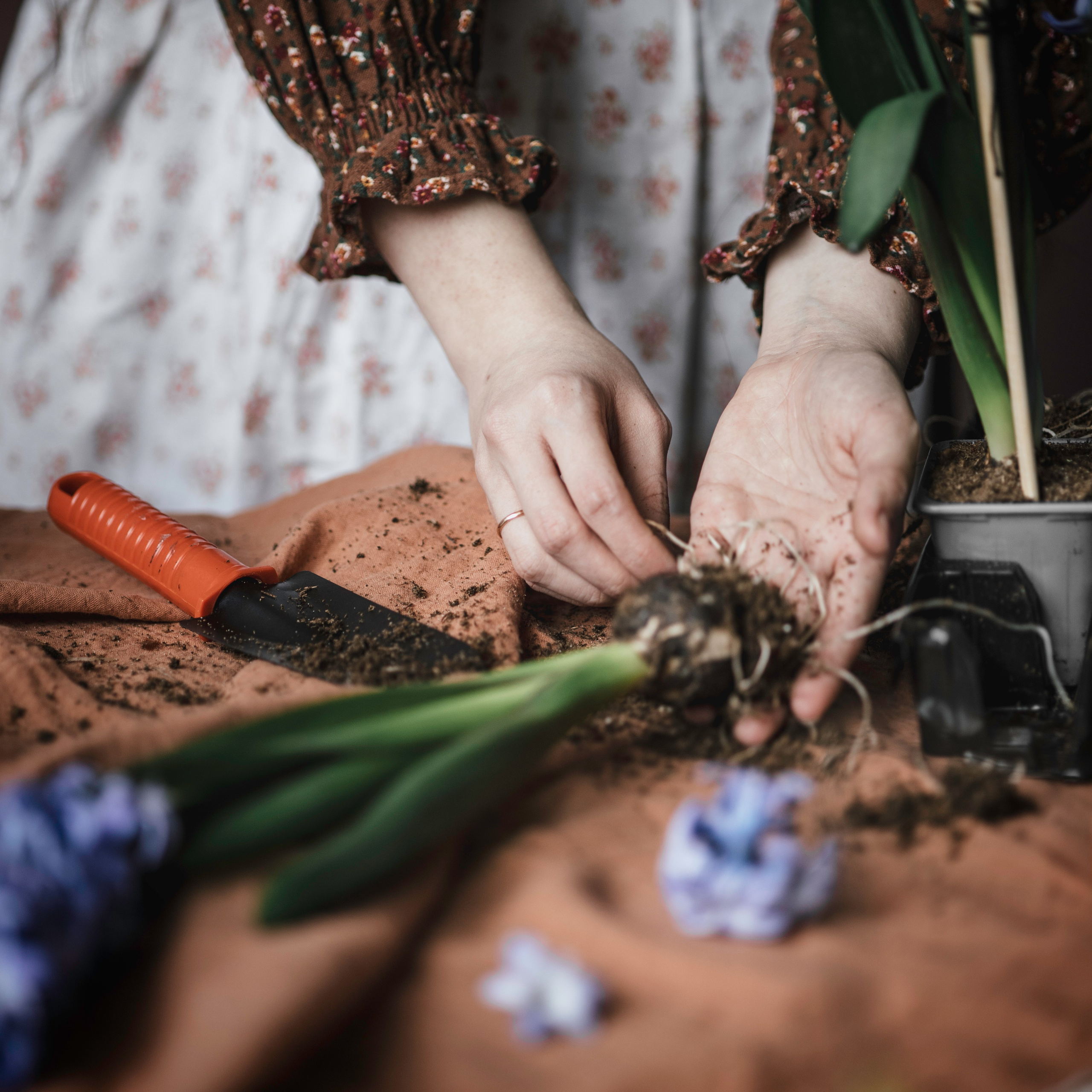 Женская индивидуальная фотосессия в студии романтичная весенняя с цветами в винтажном стиле садовница в темных тонах сажает цветы гиацинты ретро женский фотограф москва