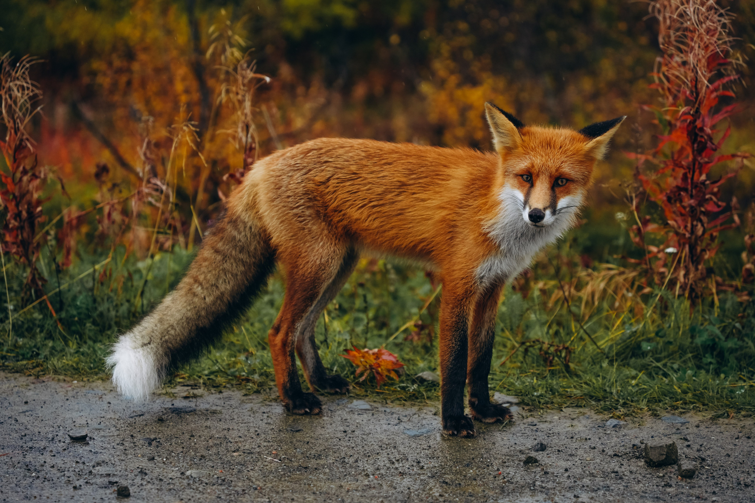 СЕВЕР. Event фотограф Степанова Александра
