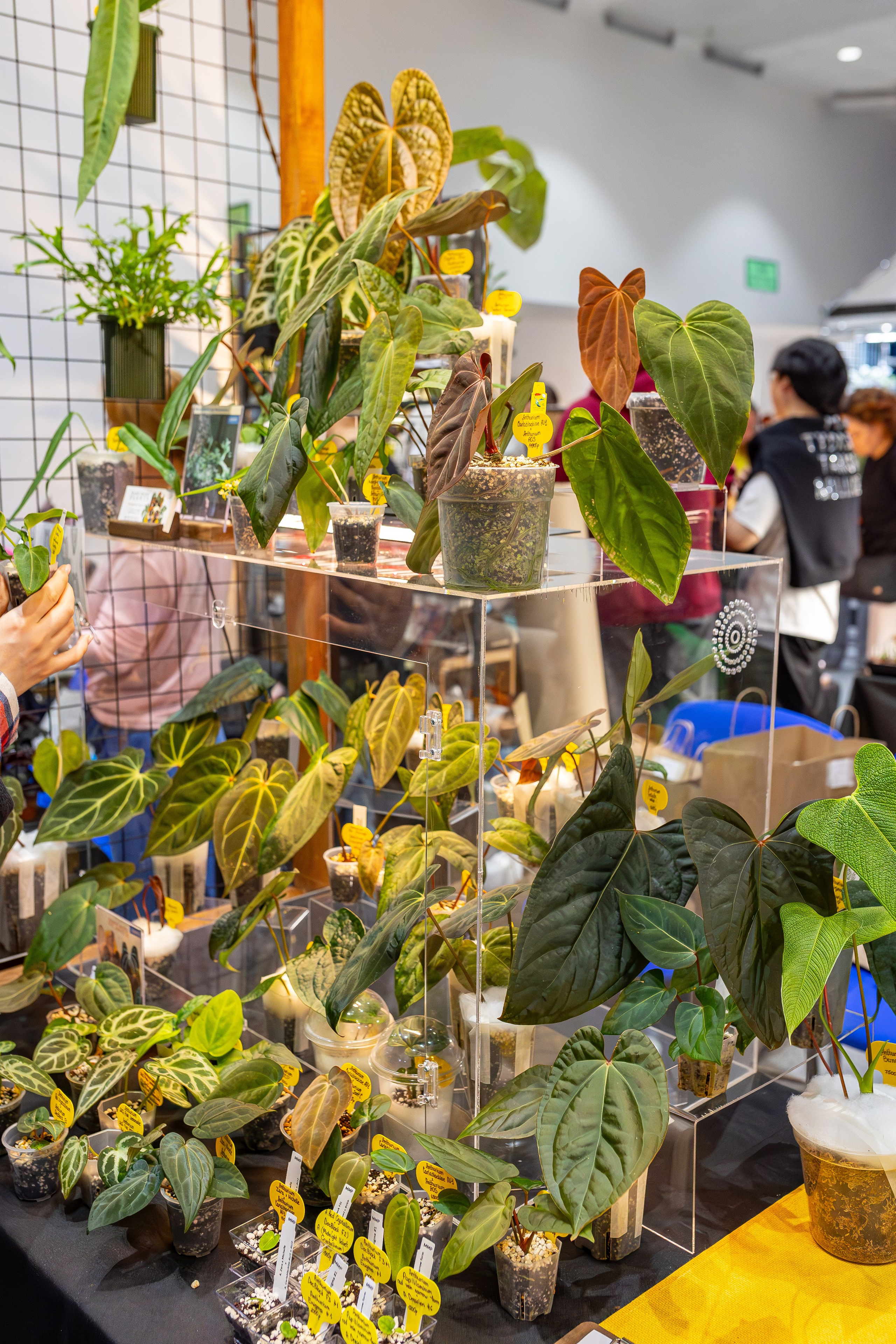 Монстериум апрель 2026. Александра Куликова фотограф, Москва