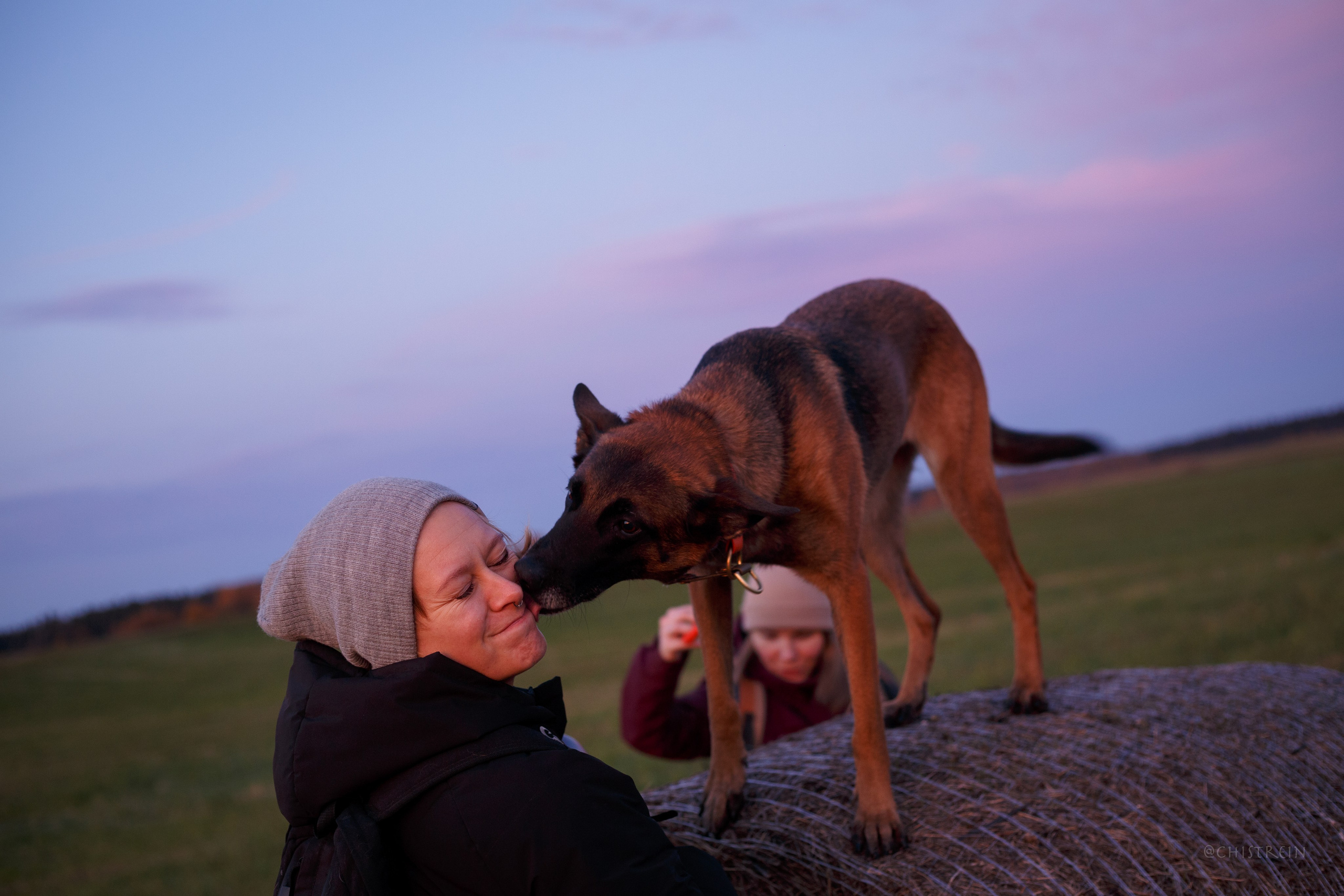 Октябрьский закат в полях. Алина и Лео. Фотограф-анималист Наталия Чистюхина в г. Сосновый Бор и ЛО