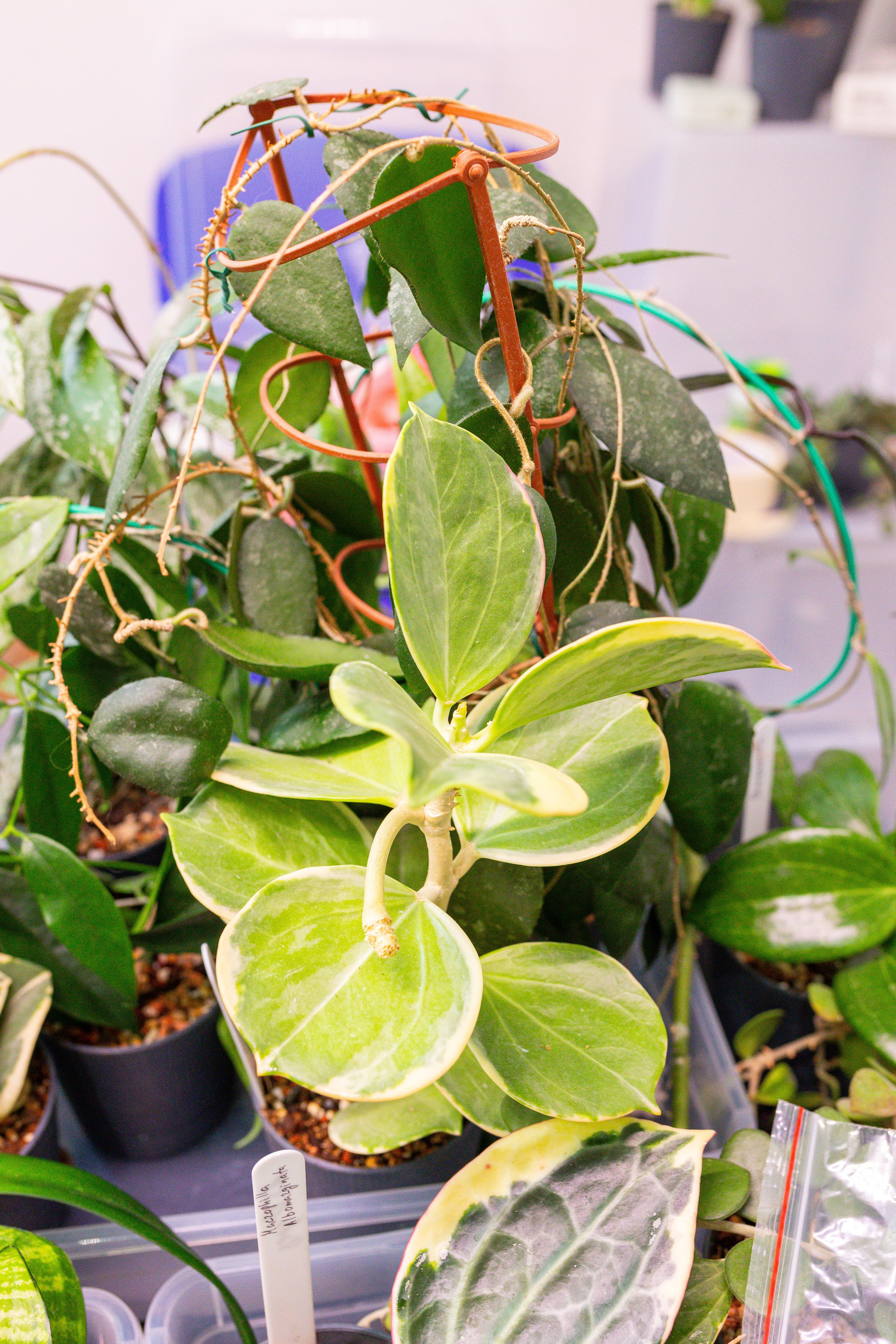 Монстериум 11–12 октября. Александра Куликова фотограф, Москва