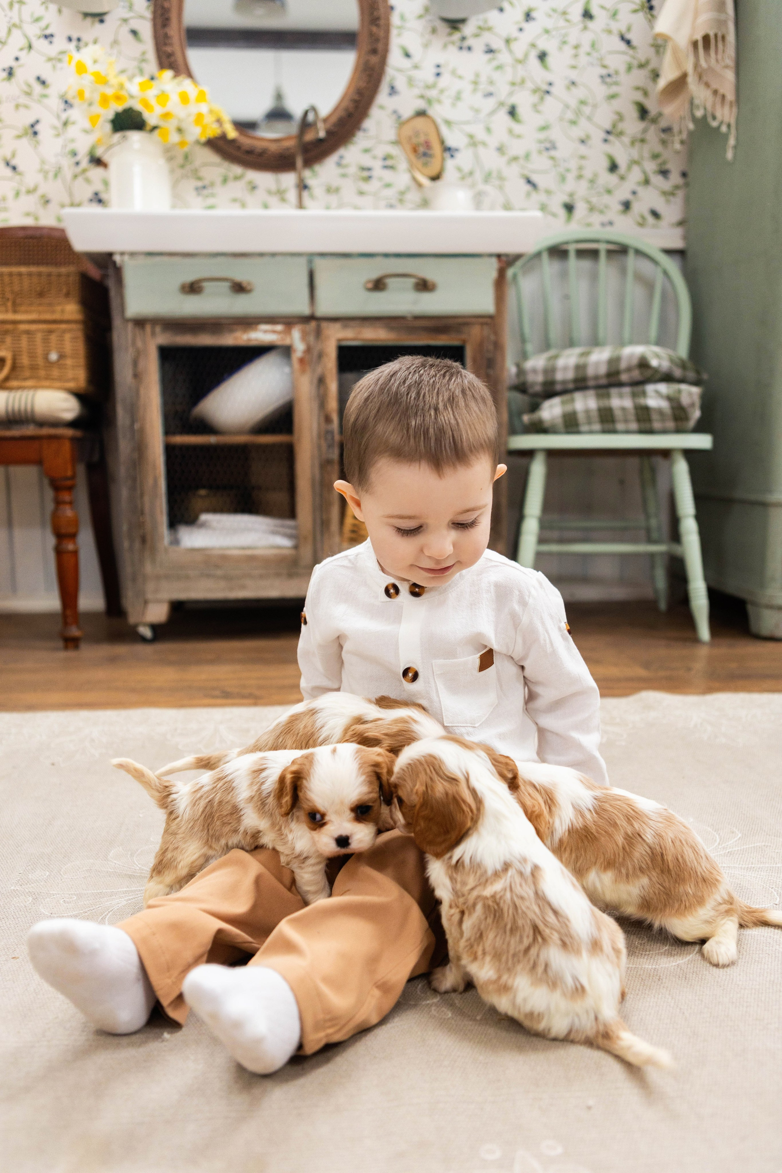 Фотосессия со щенками кавалер кинг чарльз спаниэль. Свадебный семейный и детский фотограф в Краснодаре Карина Федоровская