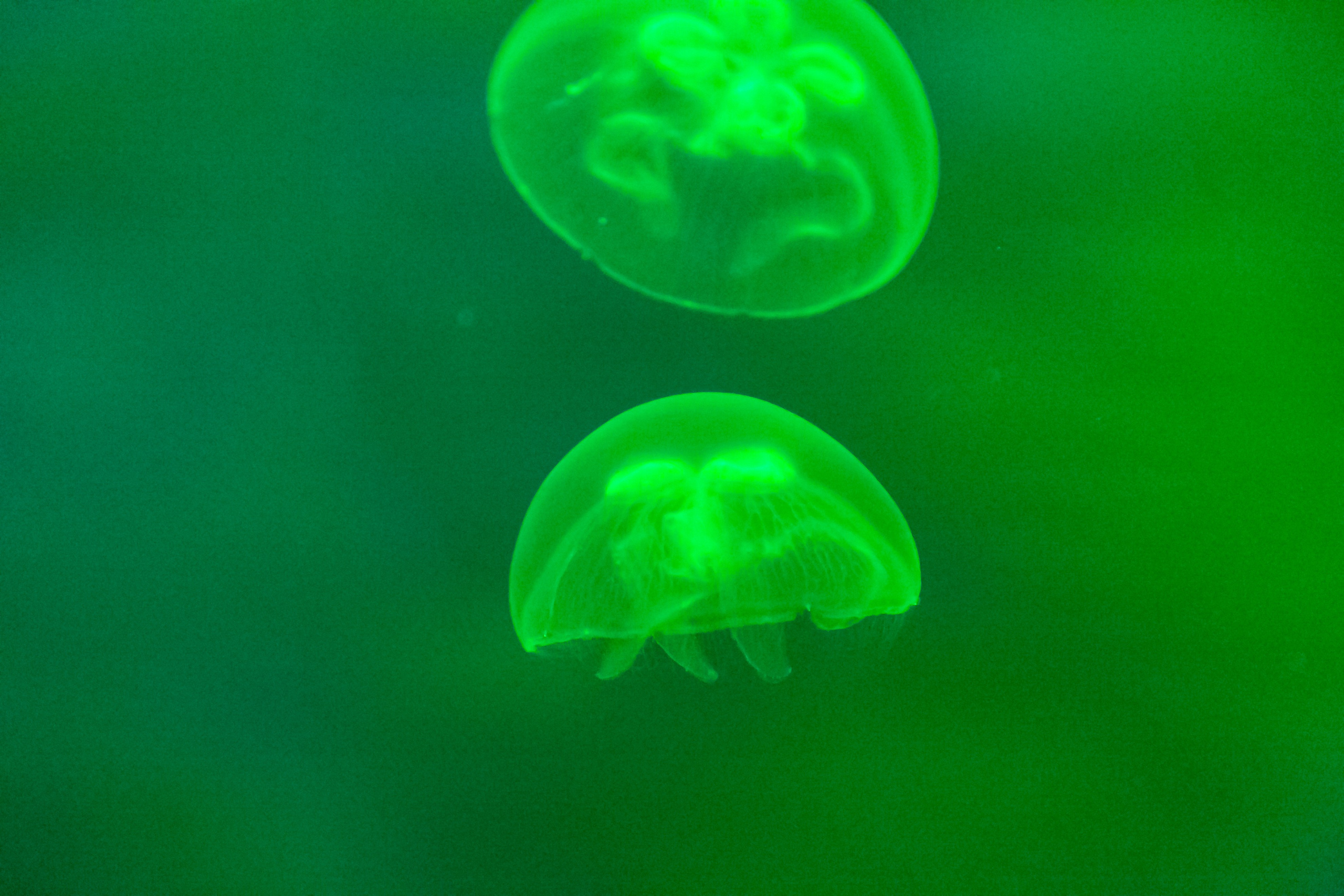 Астана 2025. Светлая сторона