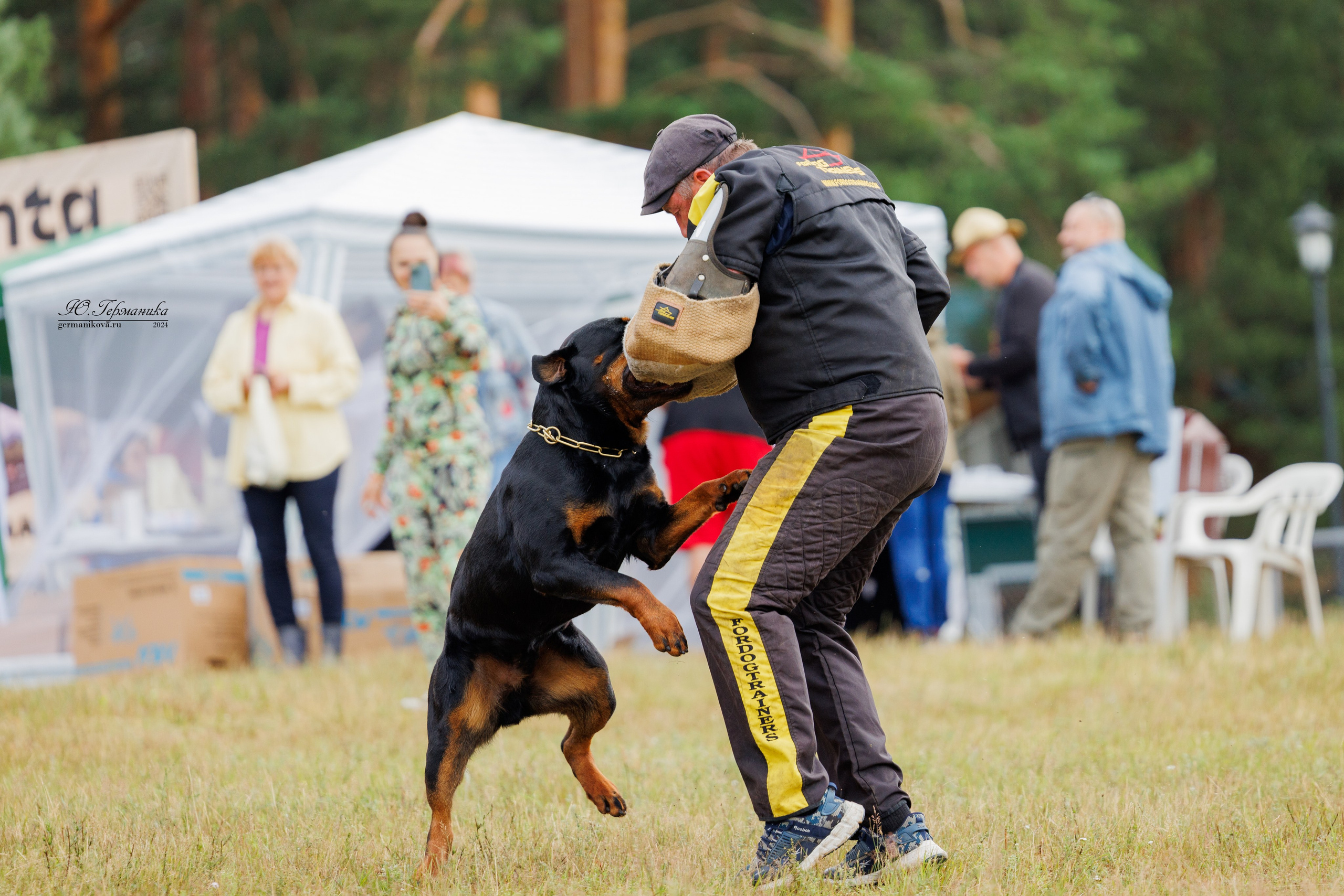 ПК и КЧК ротвейлеры Тверь 6-7.07.2024. Фотограф-анималист Юлия Германика