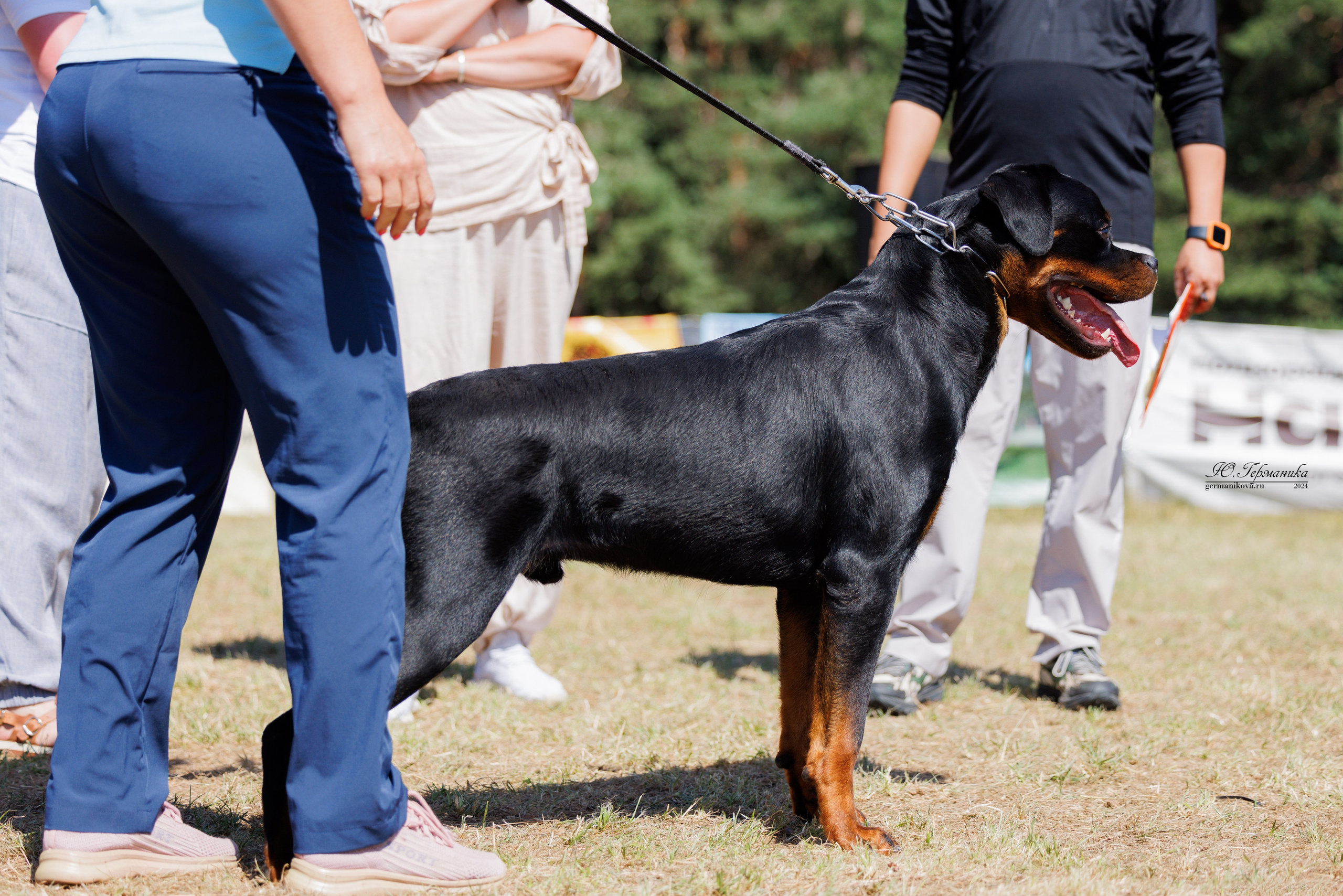 ПК и КЧК ротвейлеры Тверь 6-7.07.2024. Фотограф-анималист Юлия Германика