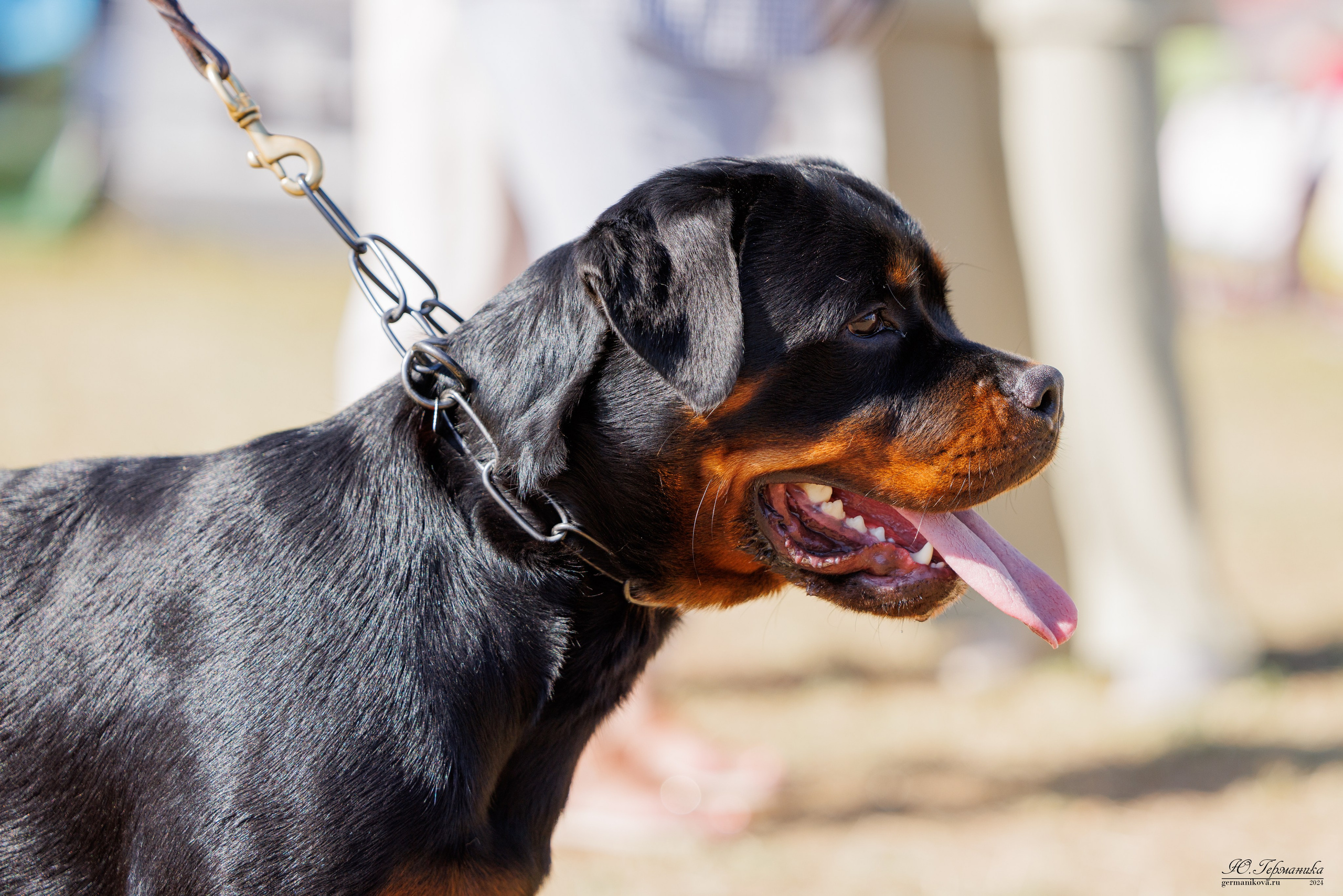 ПК и КЧК ротвейлеры Тверь 6-7.07.2024. Фотограф-анималист Юлия Германика