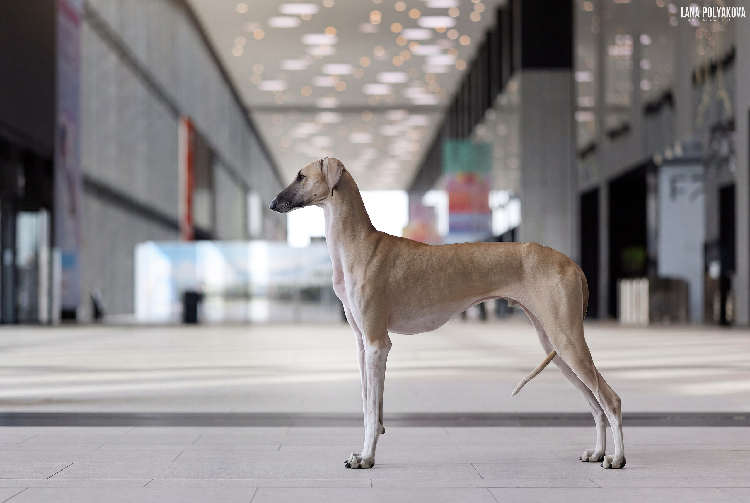 ГРАН ПРИ ВЕСЕННИЙ ПЕТЕРБУРГ 2026. ФОТОГРАФ-АНИМАЛИСТ l LANA POLYAKOVA