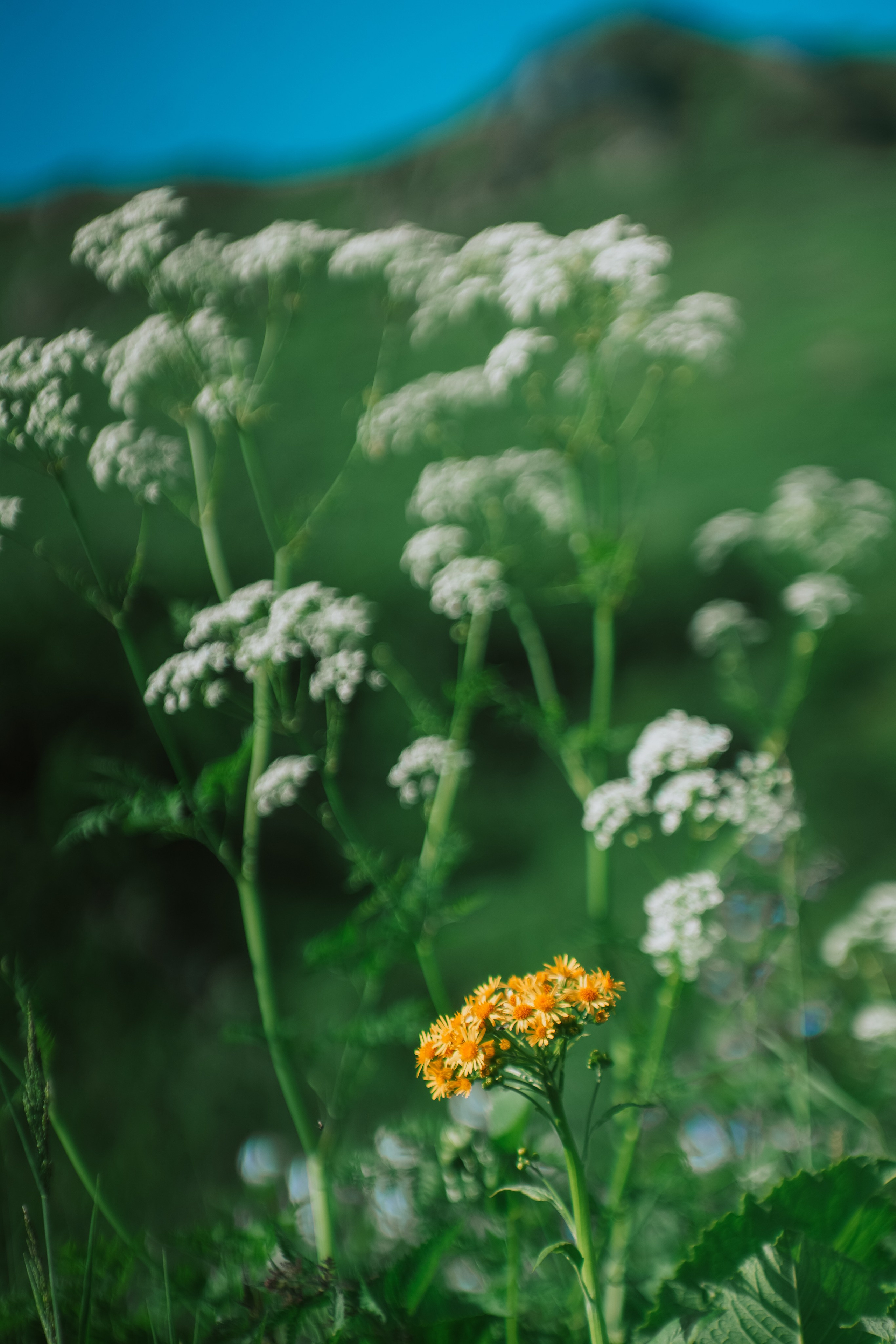 Нахазо ✽ Июль. Репортажный фотограф | Роза Хутор Красная Поляна Сочи Сириус