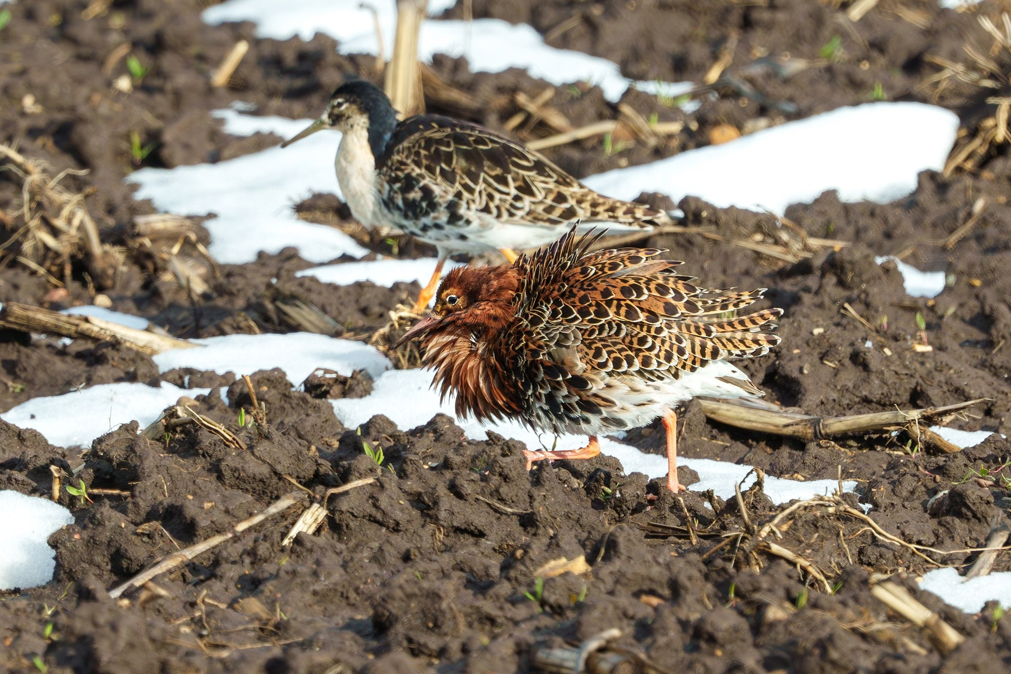 Удивительные мир птиц. Вокруг нас столько прекрасного — присмотритесь!. Ваш личный фотограф Марина Волкова