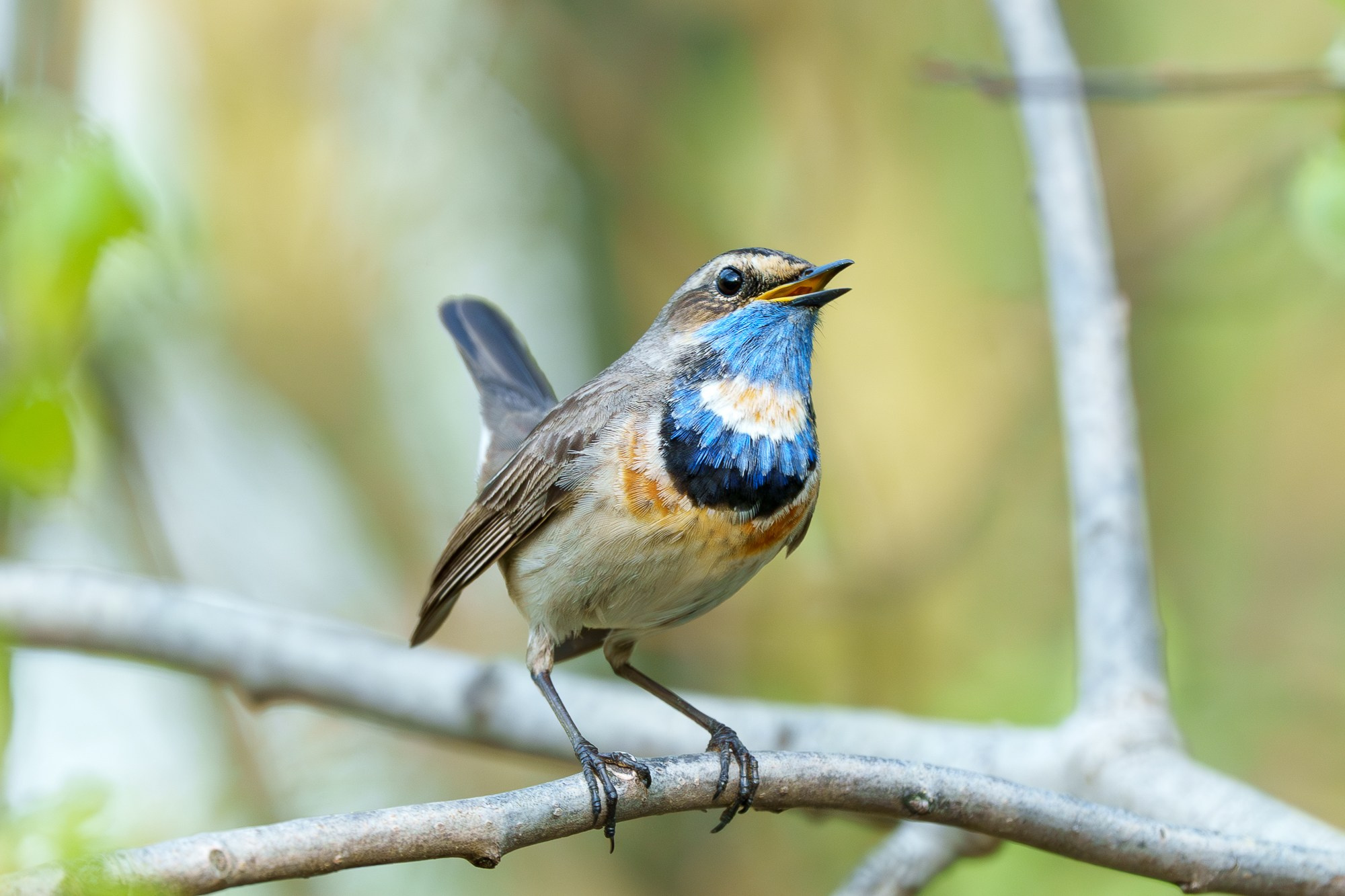 Удивительные мир птиц. Вокруг нас столько прекрасного — присмотритесь!. Ваш личный фотограф Марина Волкова