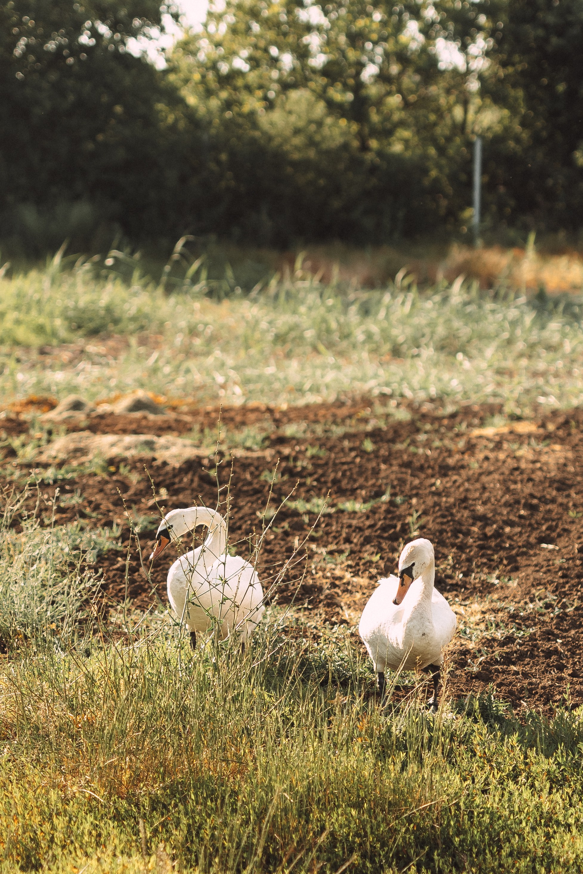 Роман + Ольга. Свадебный и семейный фотограф в Волгограде Олеся Лисицкая