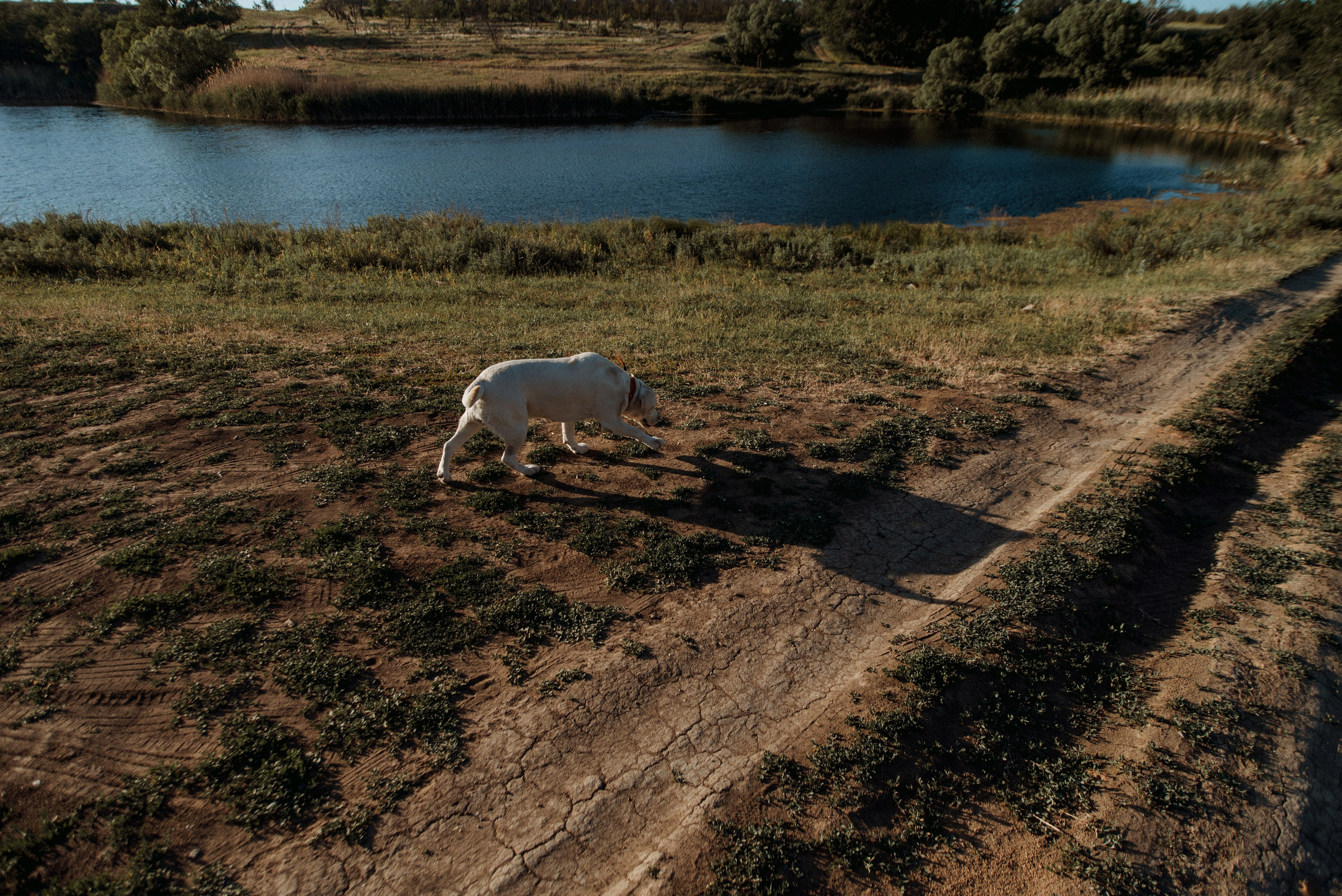 Трое в поле, не считая собаки. Семейный документальный фотограф в Волгограде Мариэта Додина