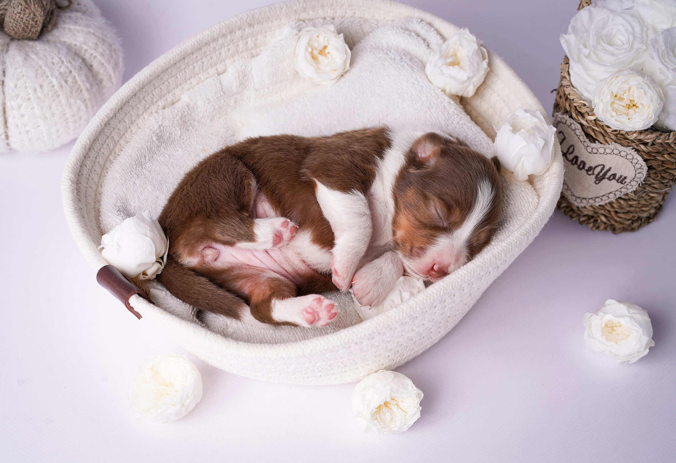 Щенки австралийской овчарки. Фотограф-анималист в Санкт-Петербурге Яна Мартынова