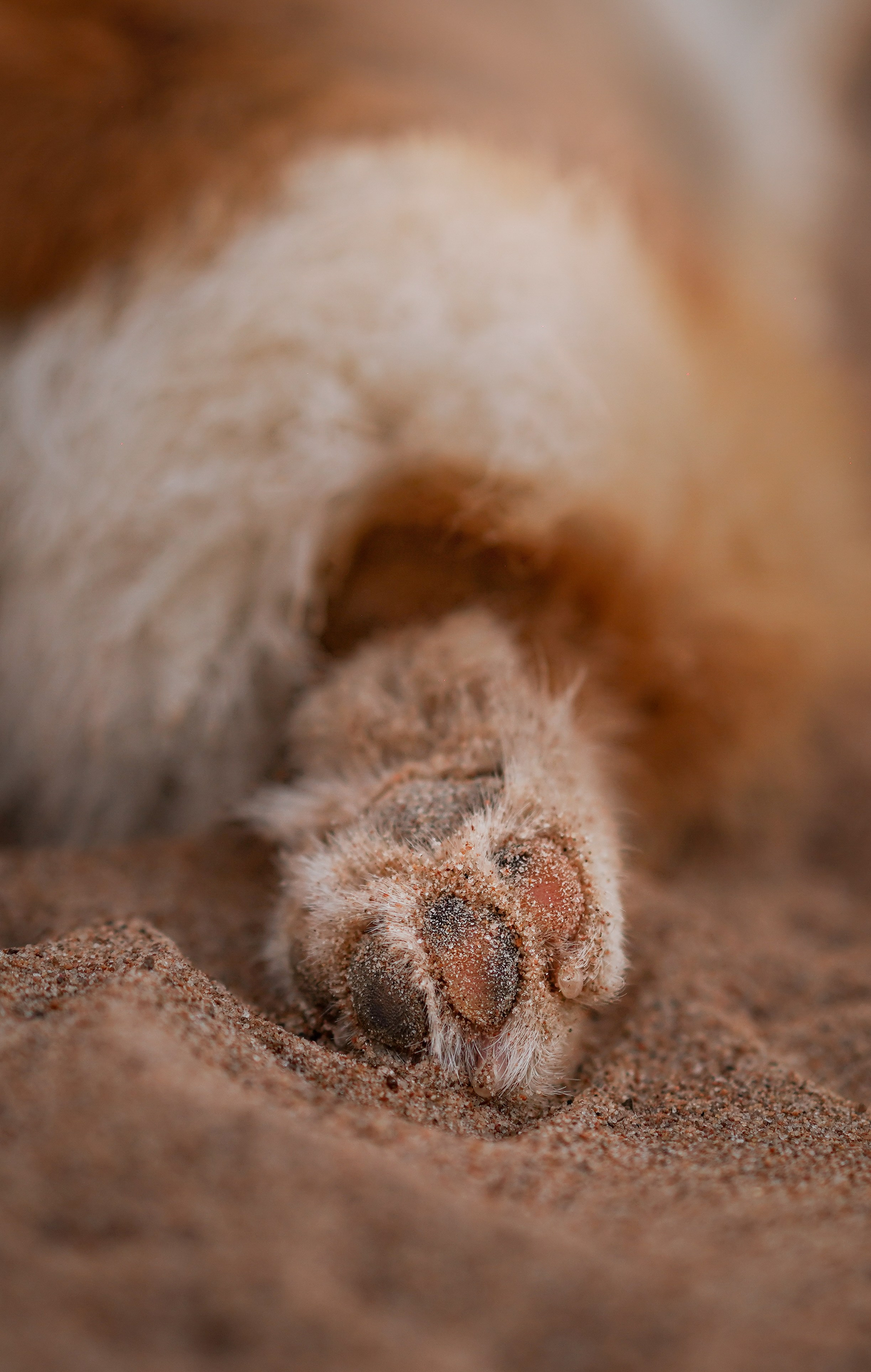 Катя Алиса и коржики. Фотограф-анималист в Санкт-Петербурге Яна Мартынова