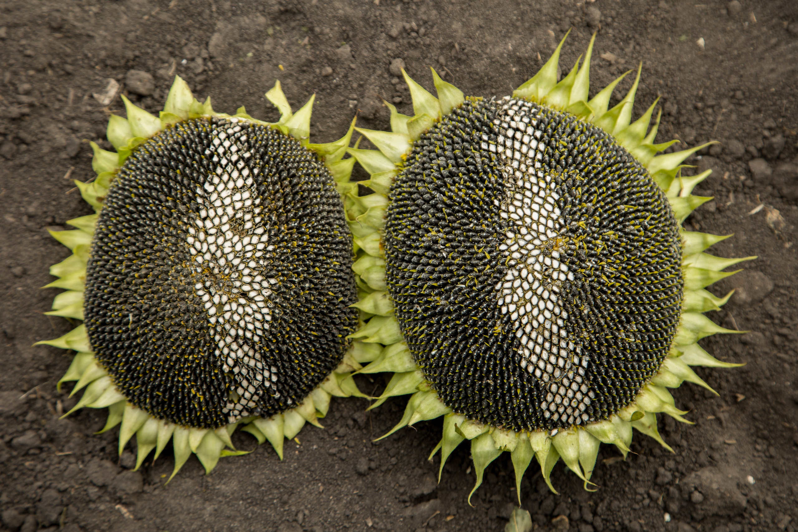 Решения для сельского хозяйства BASF 16.08.2022. Владислав Волков | Фотография и видеосъемка в Воронеже