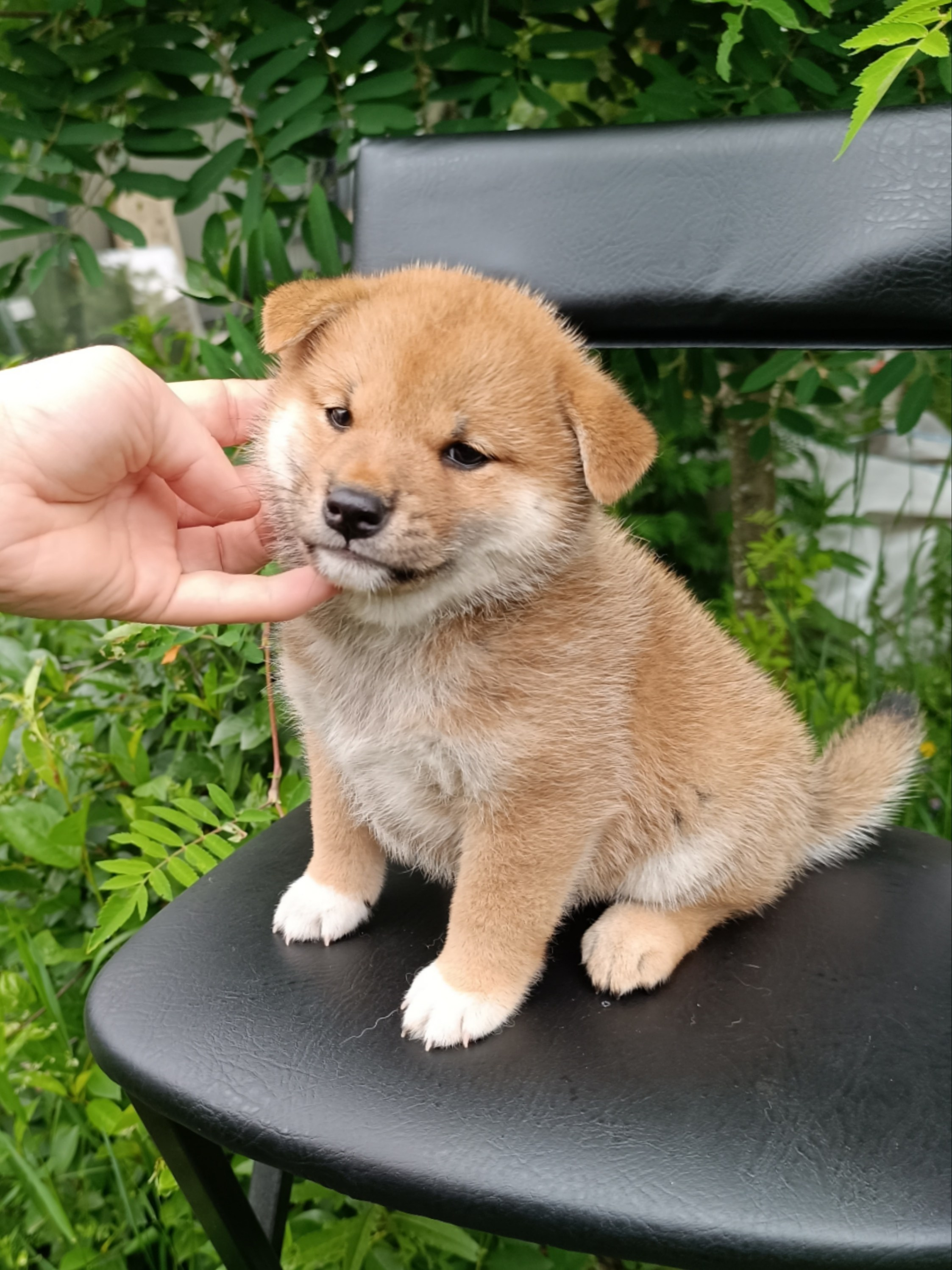 сиба питомник Рубилайт щенки на продажу rubylight  сиба щенки купить СПб Санкт-Петербург