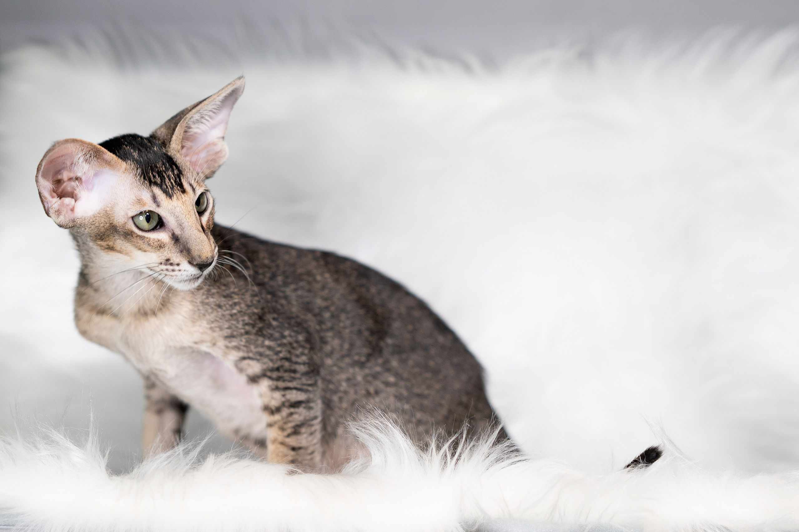 Заводчик Юлия Панова. Творческий фотограф Вологда