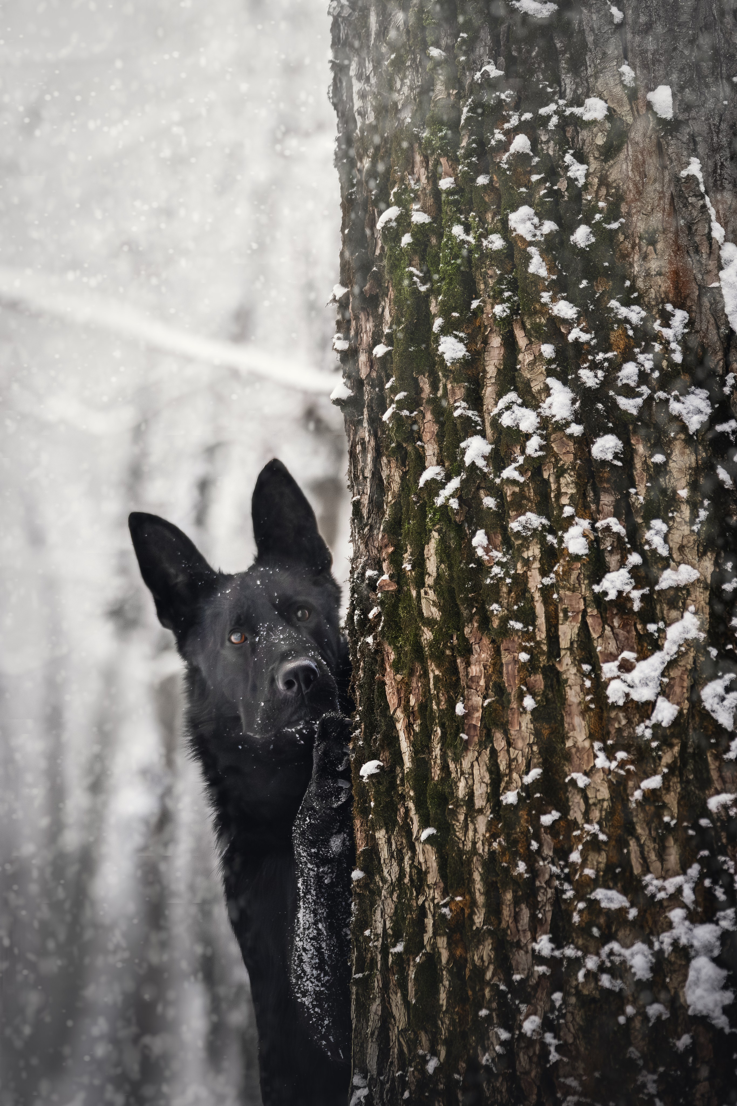 Собаки. Фотограф-анималист Нижний Новгород