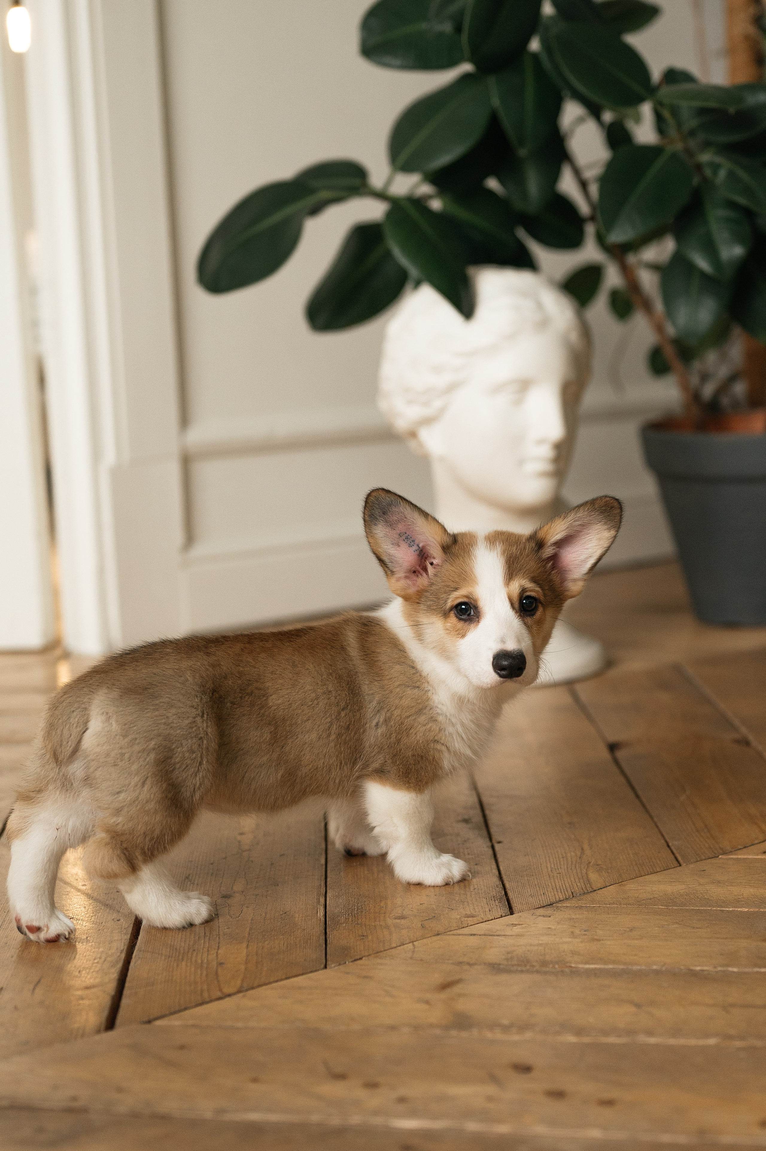 Миша, Маша и Боня. Свадебный и семейный фотограф в Краснодаре Алина Мельник