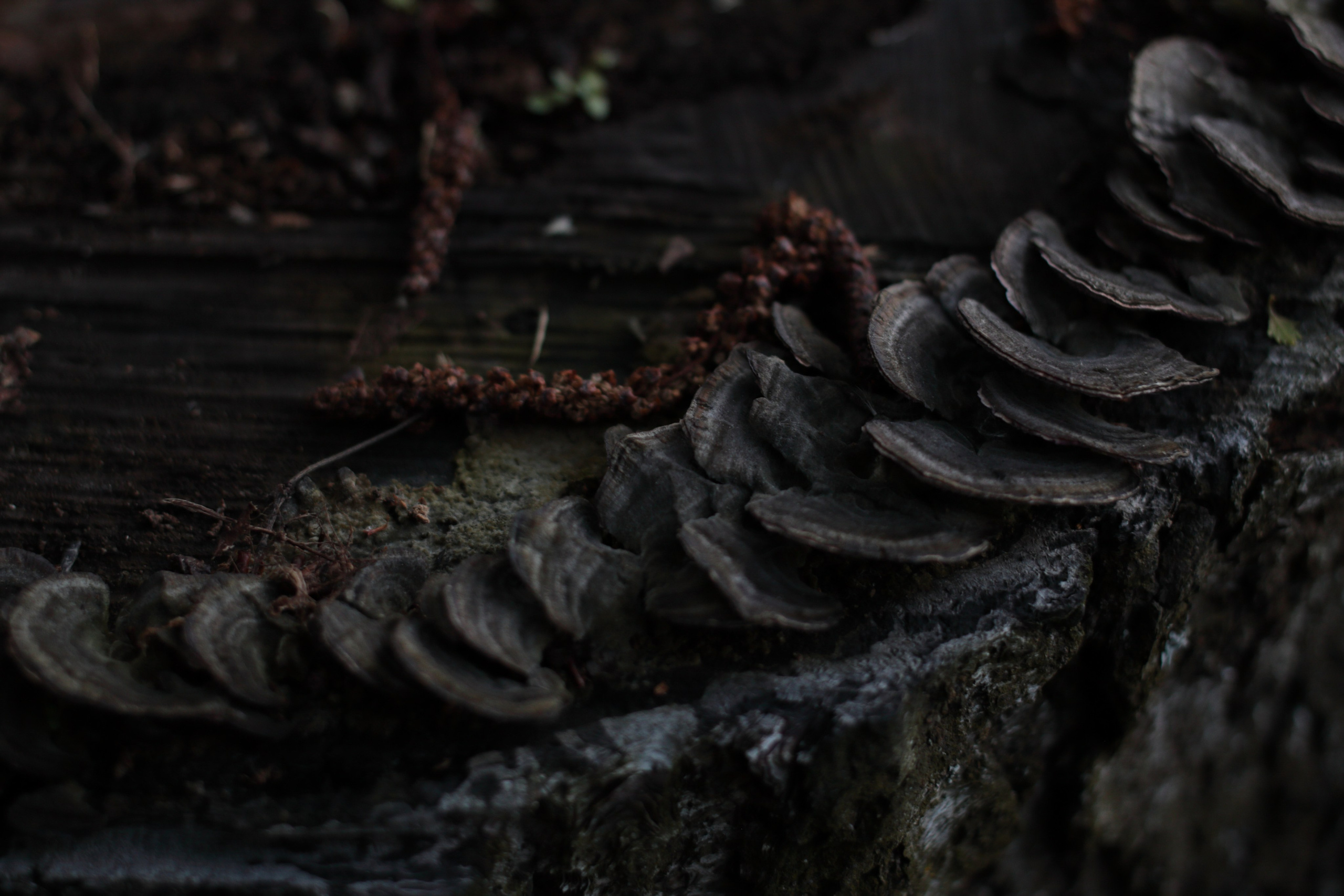 Старое природное, отбирала Katamount (Катерина Горохова). Главная