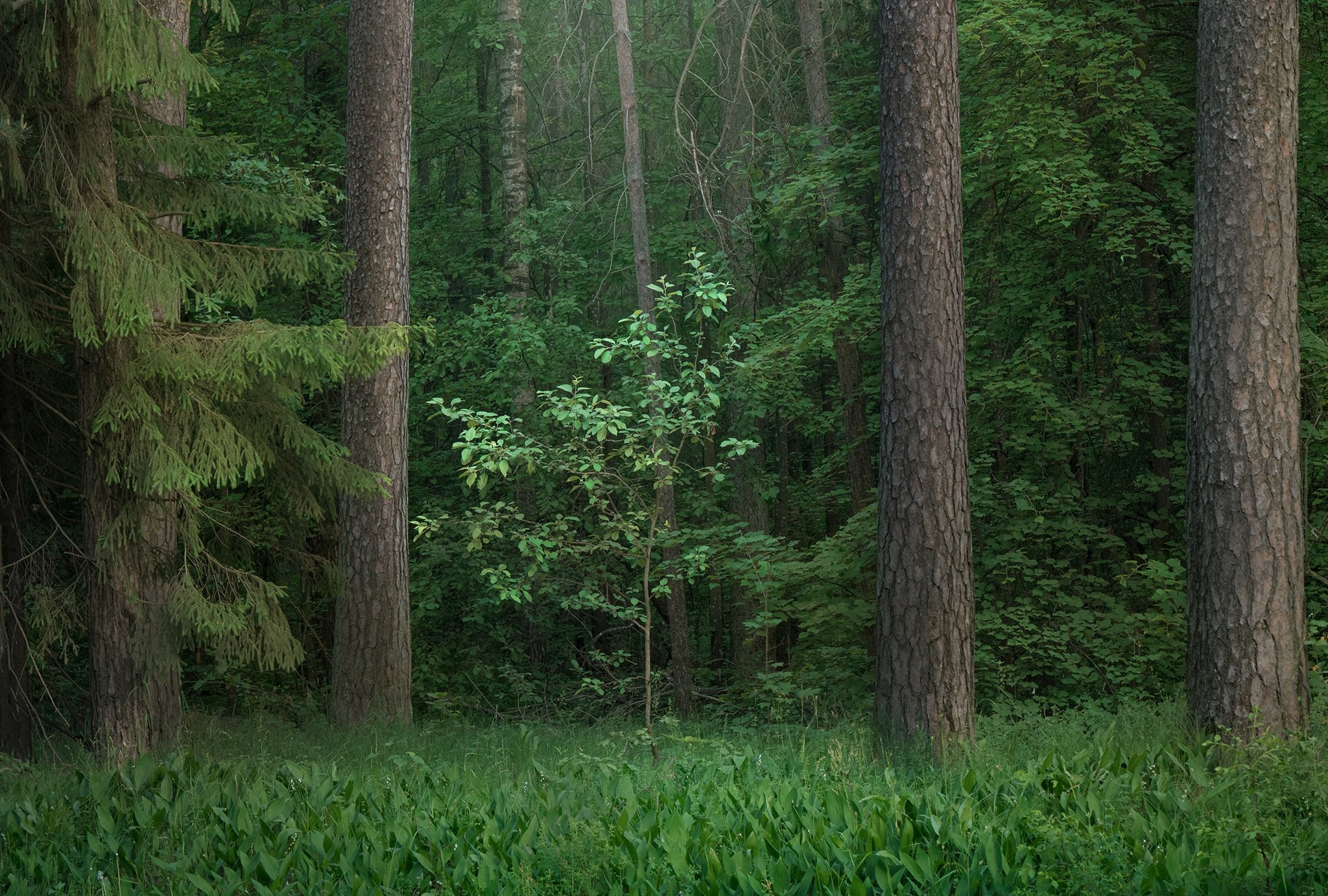 Лето, лес, деревья…. Пейзажный фотограф Руслан Лукманов