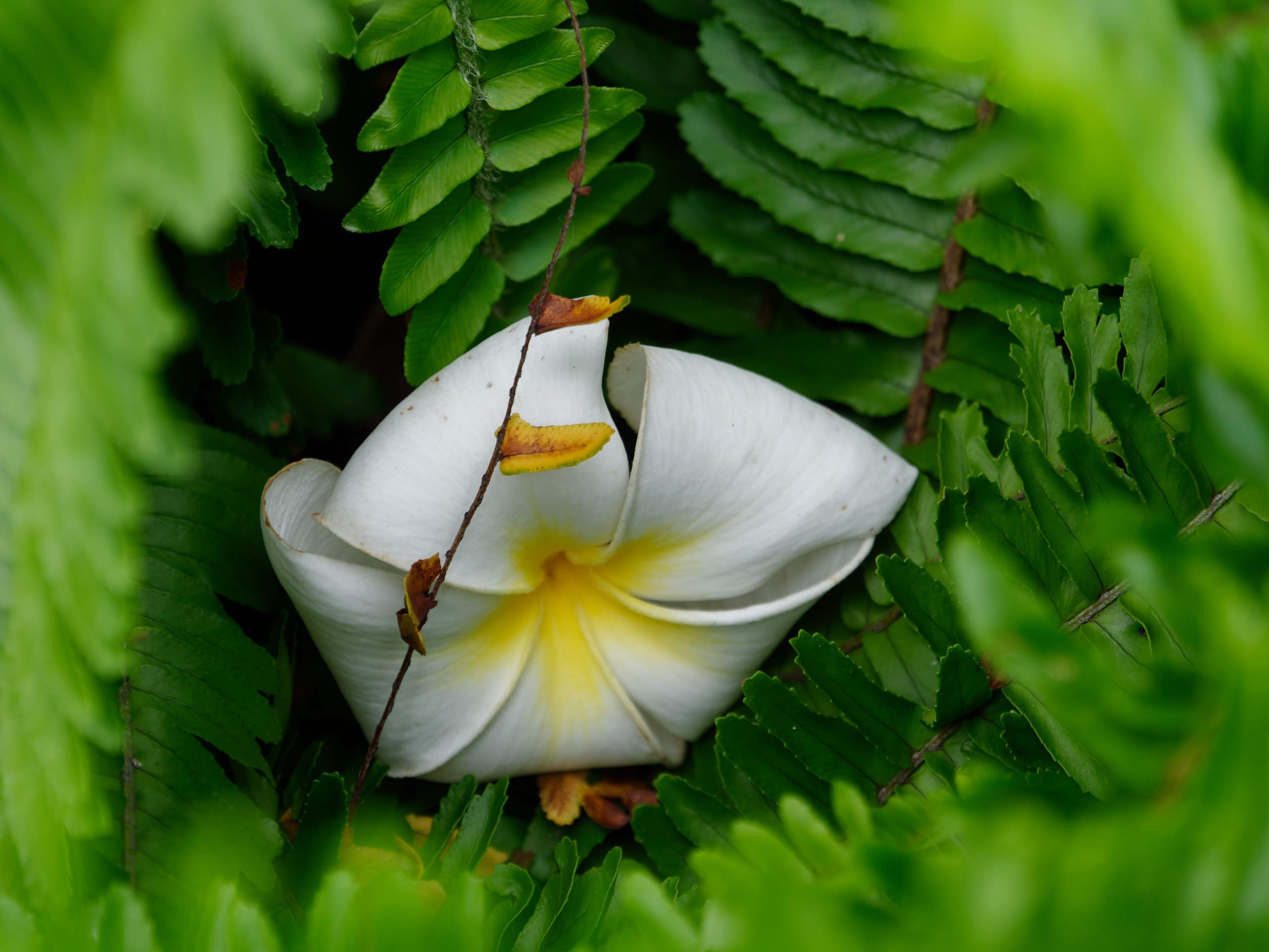 Нячанг 2025 (4). Избранные фотографии