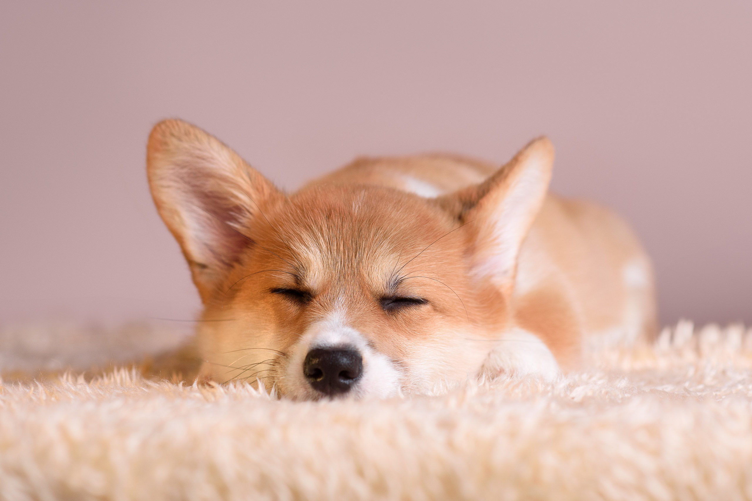 Ликер Синнабон — 11.01.2024. Фотограф — Анималист | Анна Абрамова