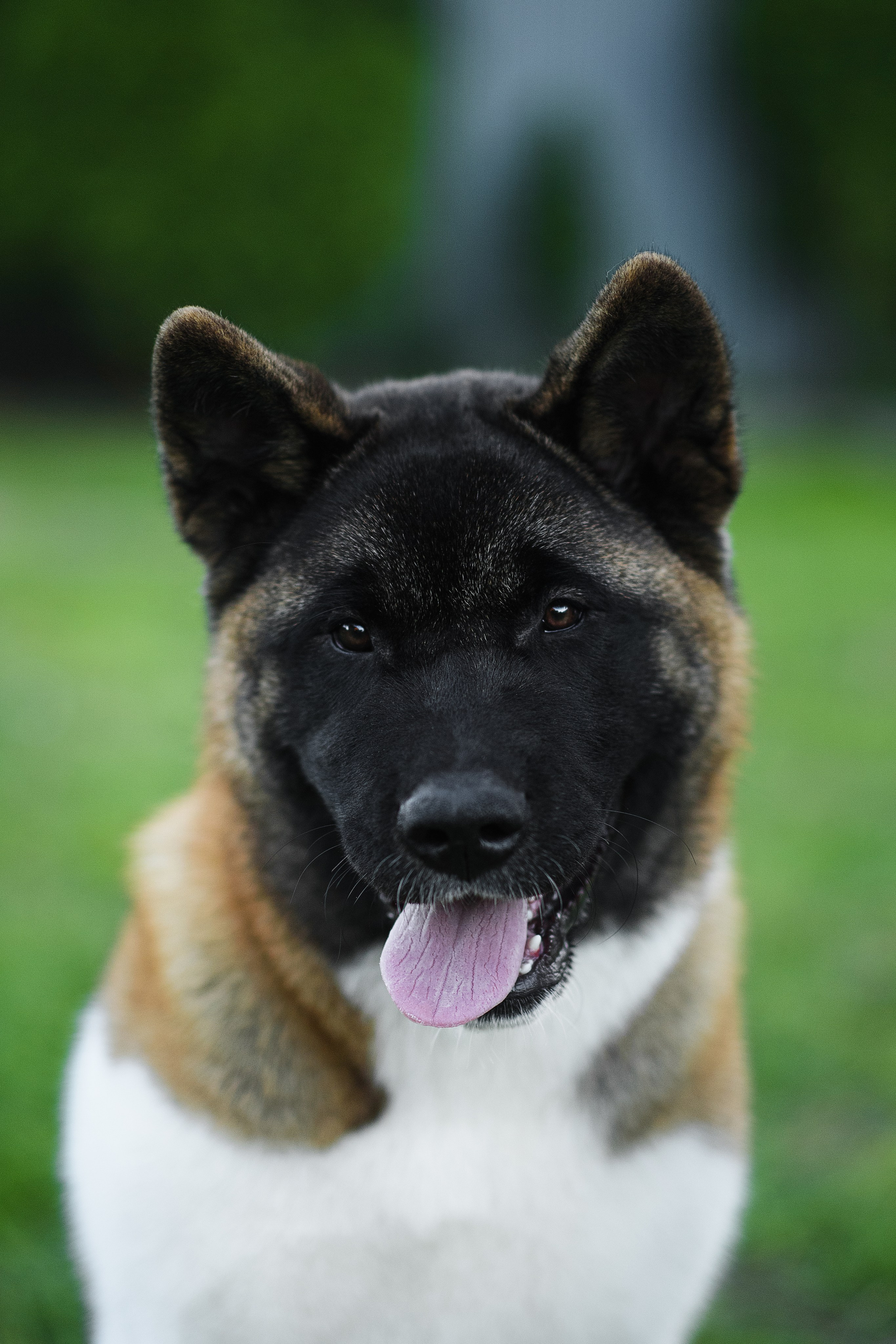 Луна — 21.06.2024. Фотограф — Анималист | Анна Абрамова