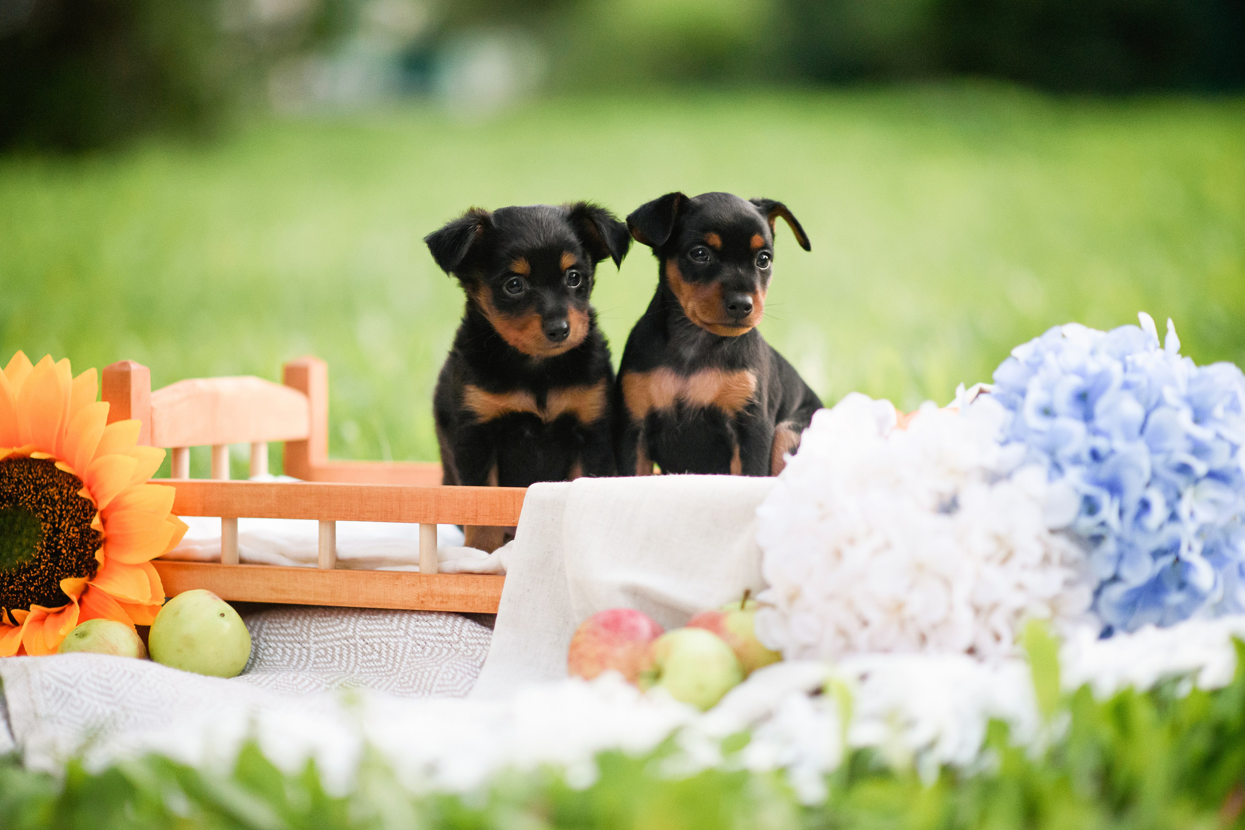 Щенки Пражских крысариков — 03.08.2024. Фотограф — Анималист | Анна Абрамова